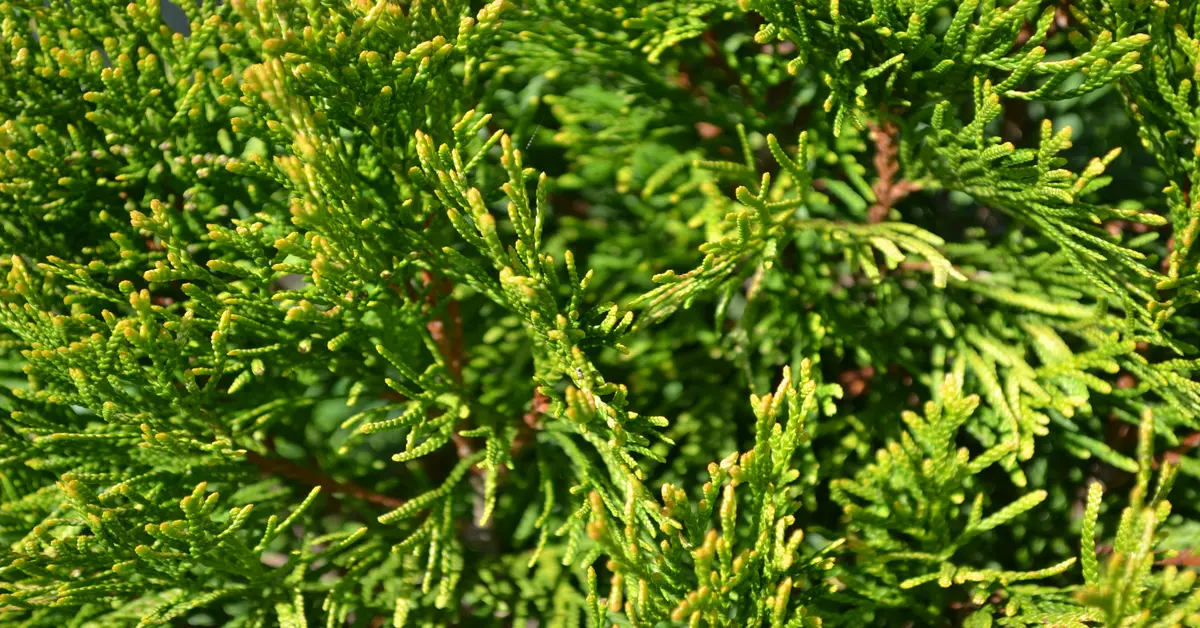 lemon cypress conifer