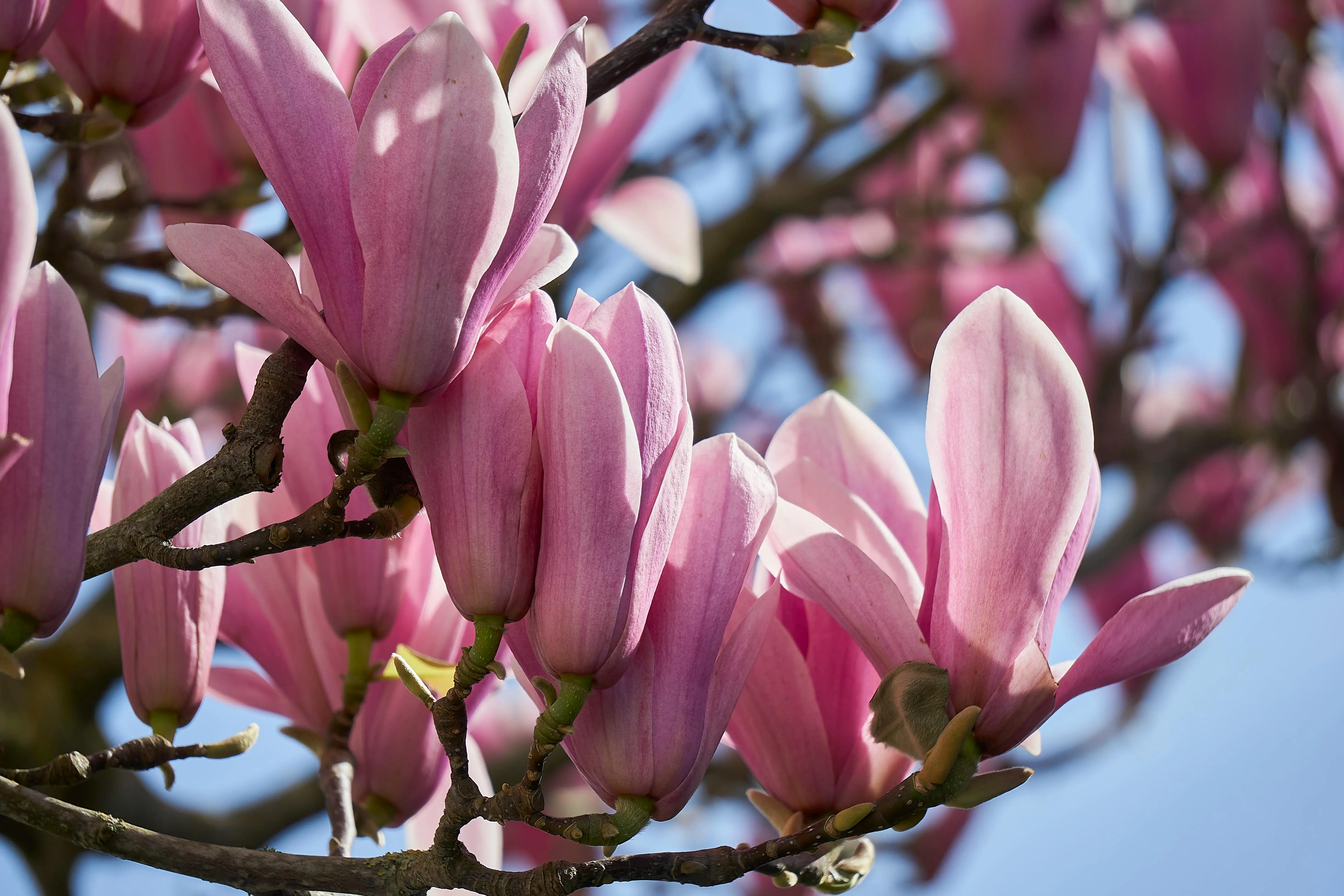 magnolia jane Close-up view of pink magnolia flowers blooming in springtime.