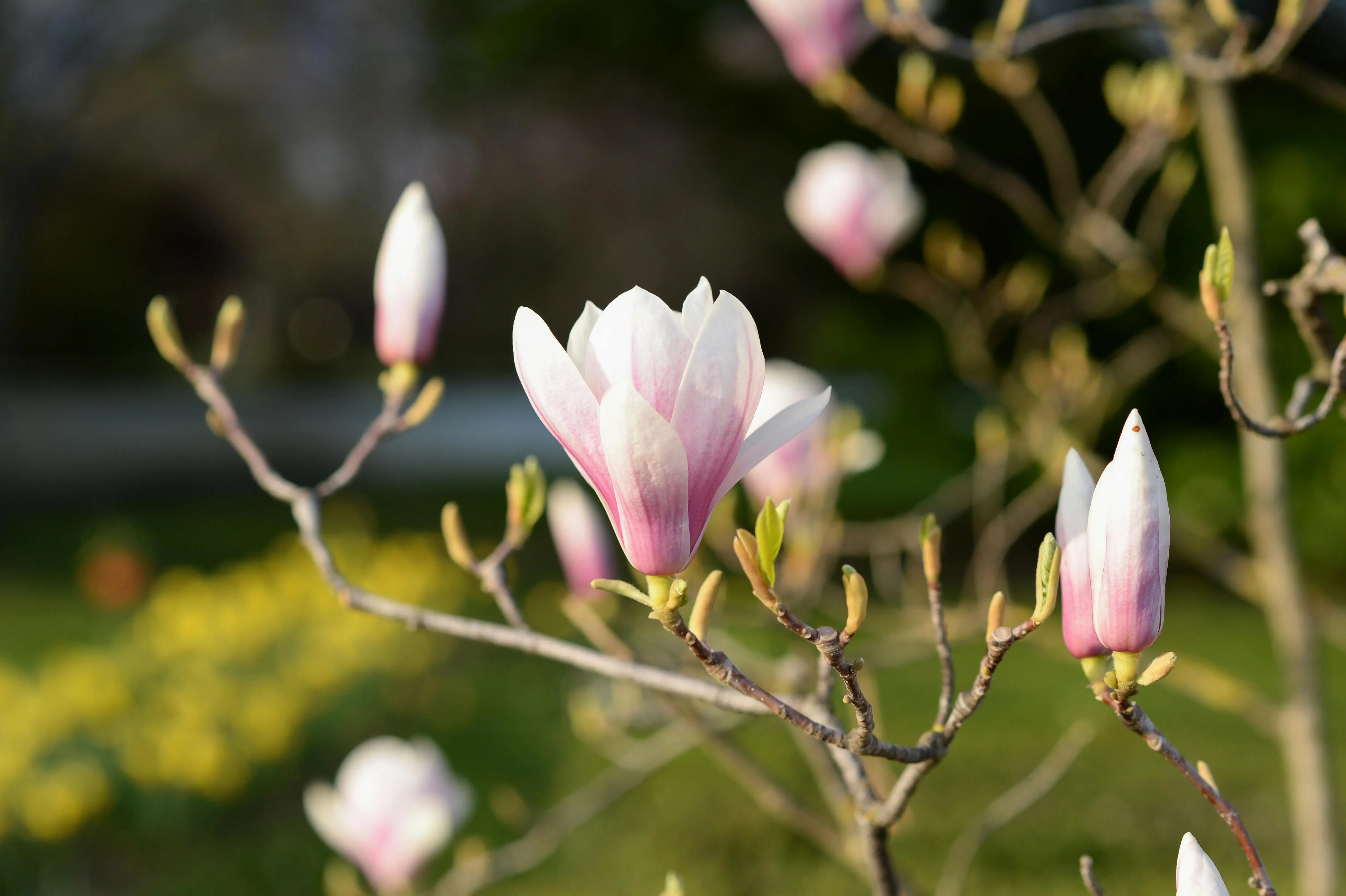 magnolia jane Close-up of blooming magnolia flowers in a spring garden, Vienna, Austria.