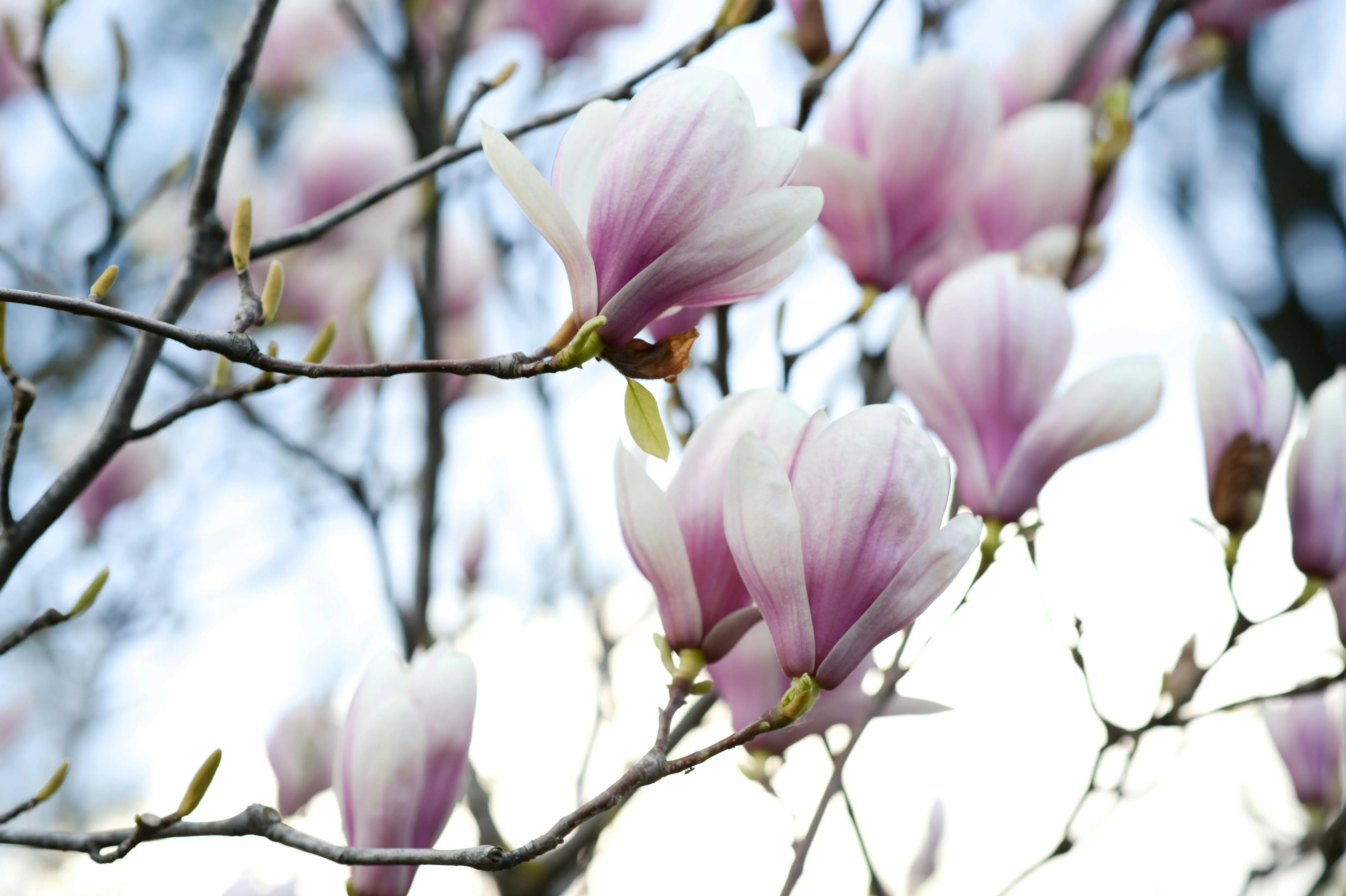 magnolia jane Elegant magnolia blossoms in full bloom on a tree in Vienna, Austria.