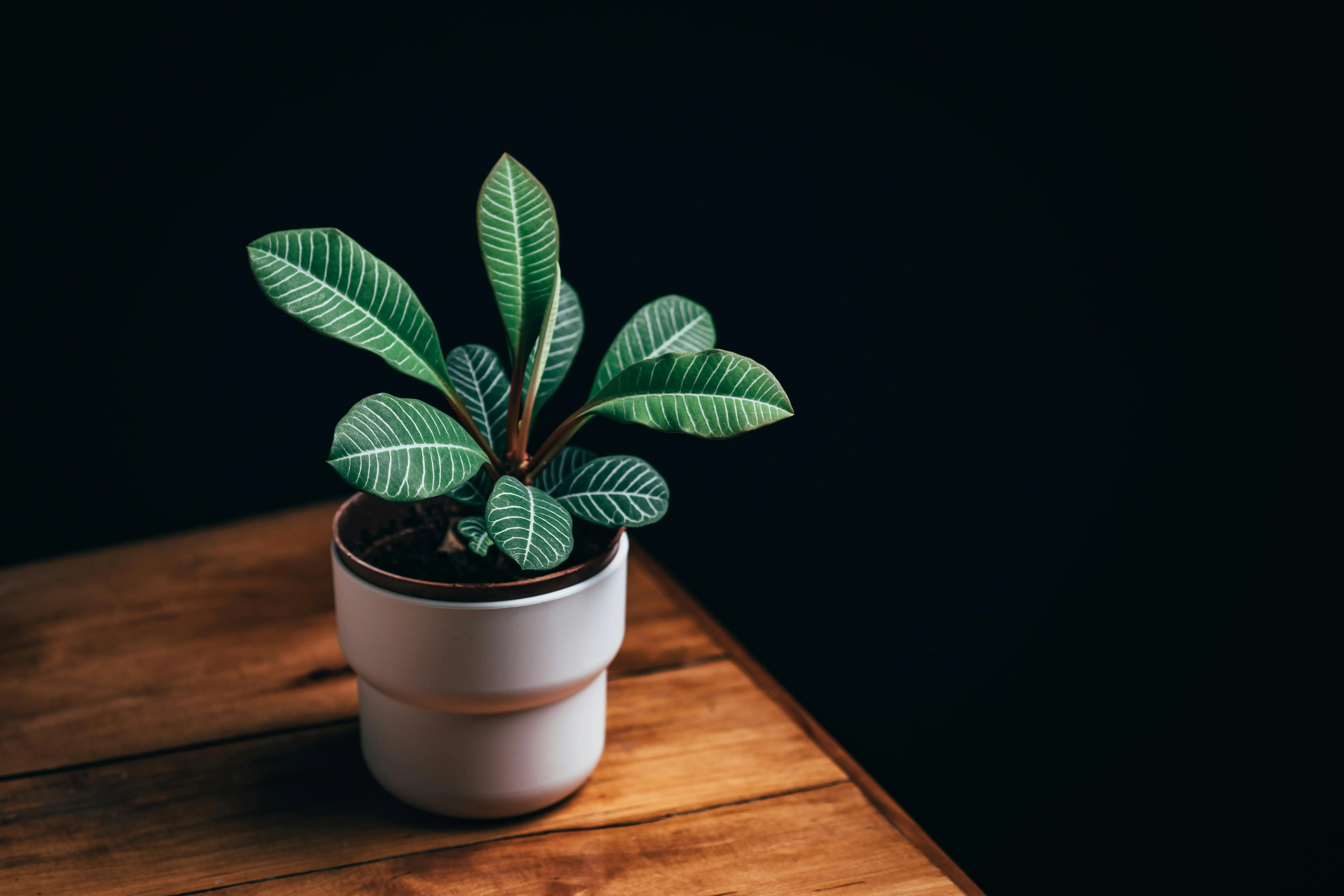 tall indoor house plants Elegant green plant with striped leaves in a ceramic pot on a wooden table against a black background.
