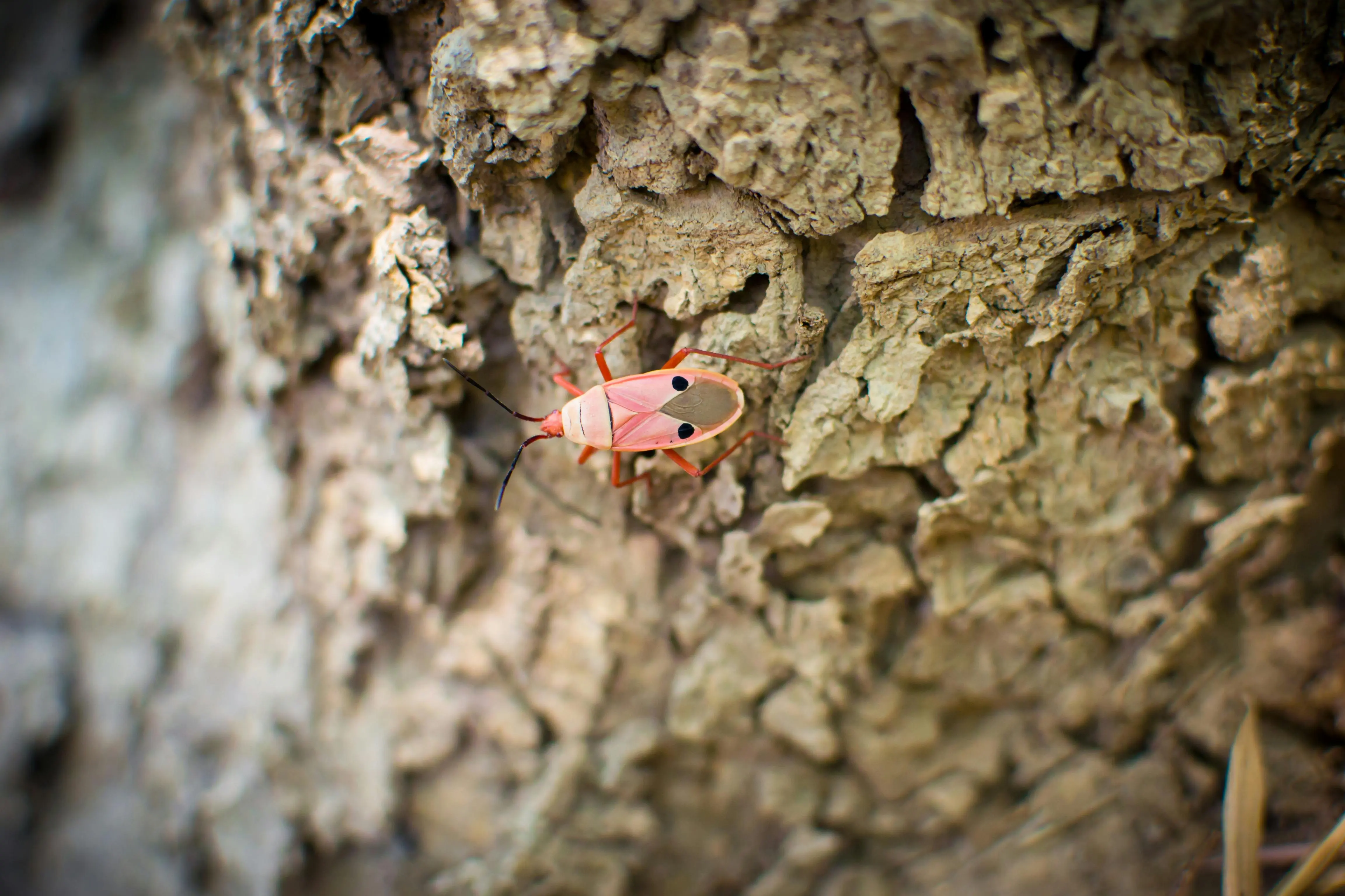 do palmetto bugs fly Macro photo of a pink shield bug resting on rough tree bark showcasing its intricate details and natural setting.