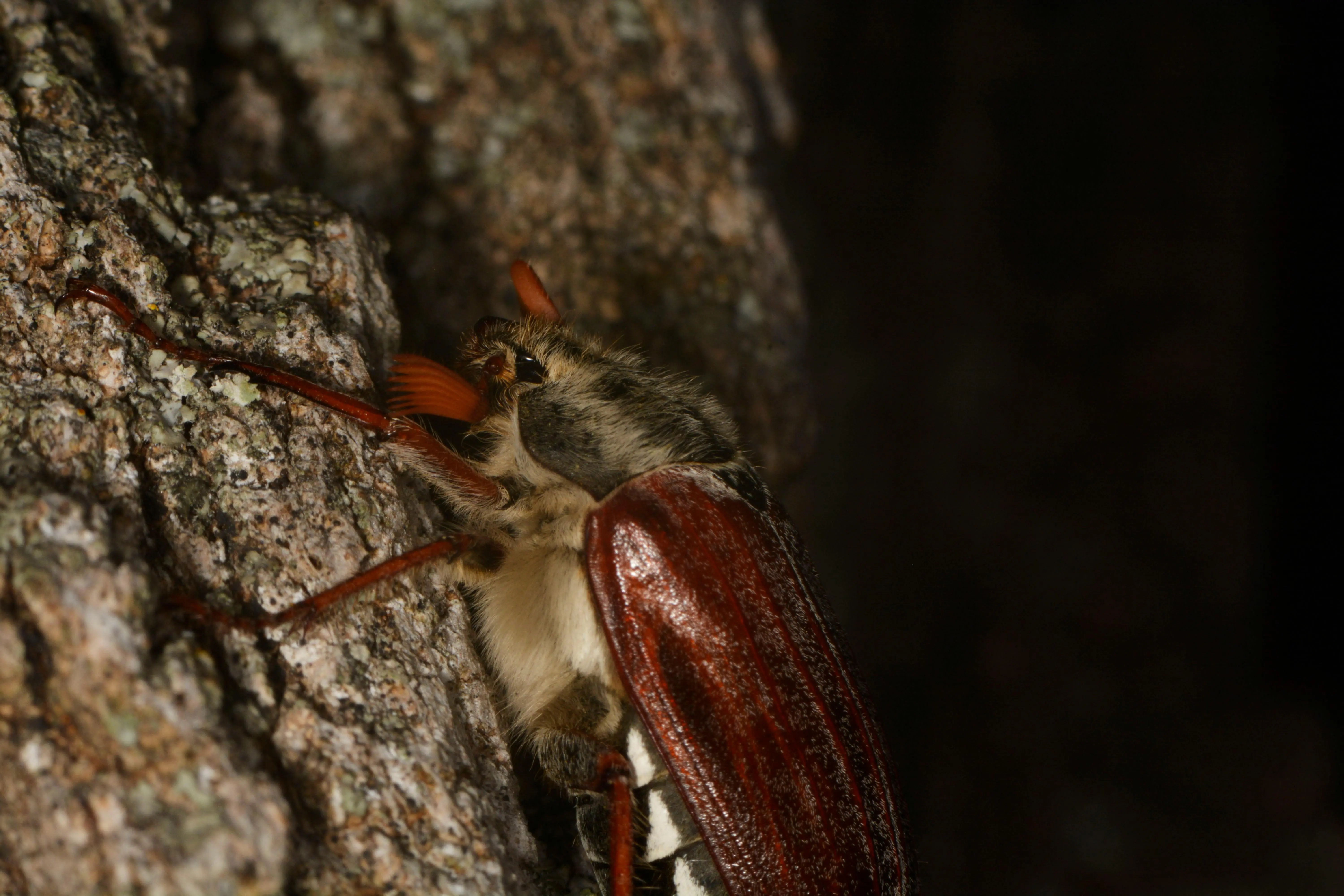 do palmetto bugs fly Detailed macro shot of a cockchafer beetle clinging to tree bark in Esztergom, Hungary.