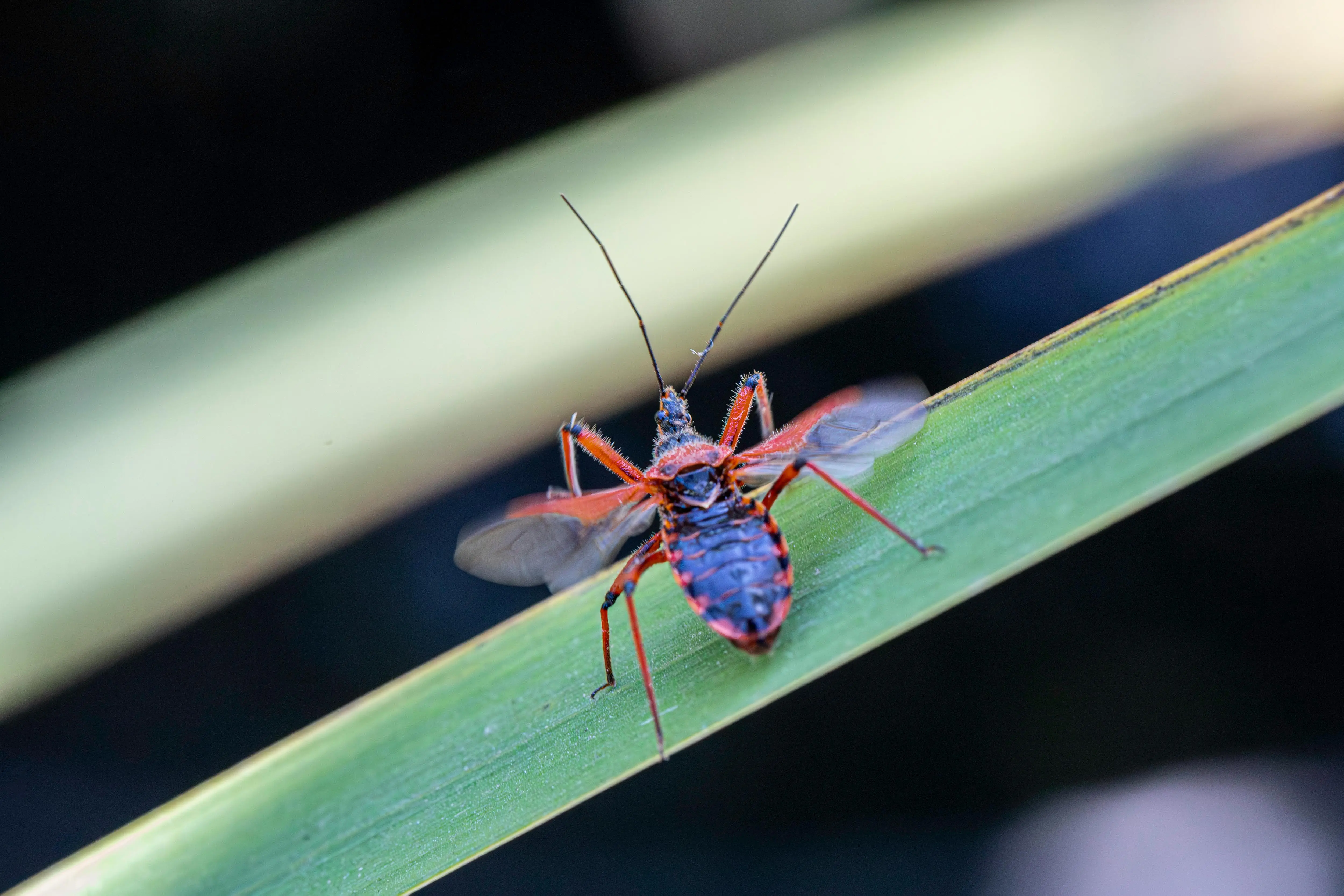 can palmetto bugs fly Macro shot of a red assassin bug on a leaf. Ideal for entomology and nature themes.