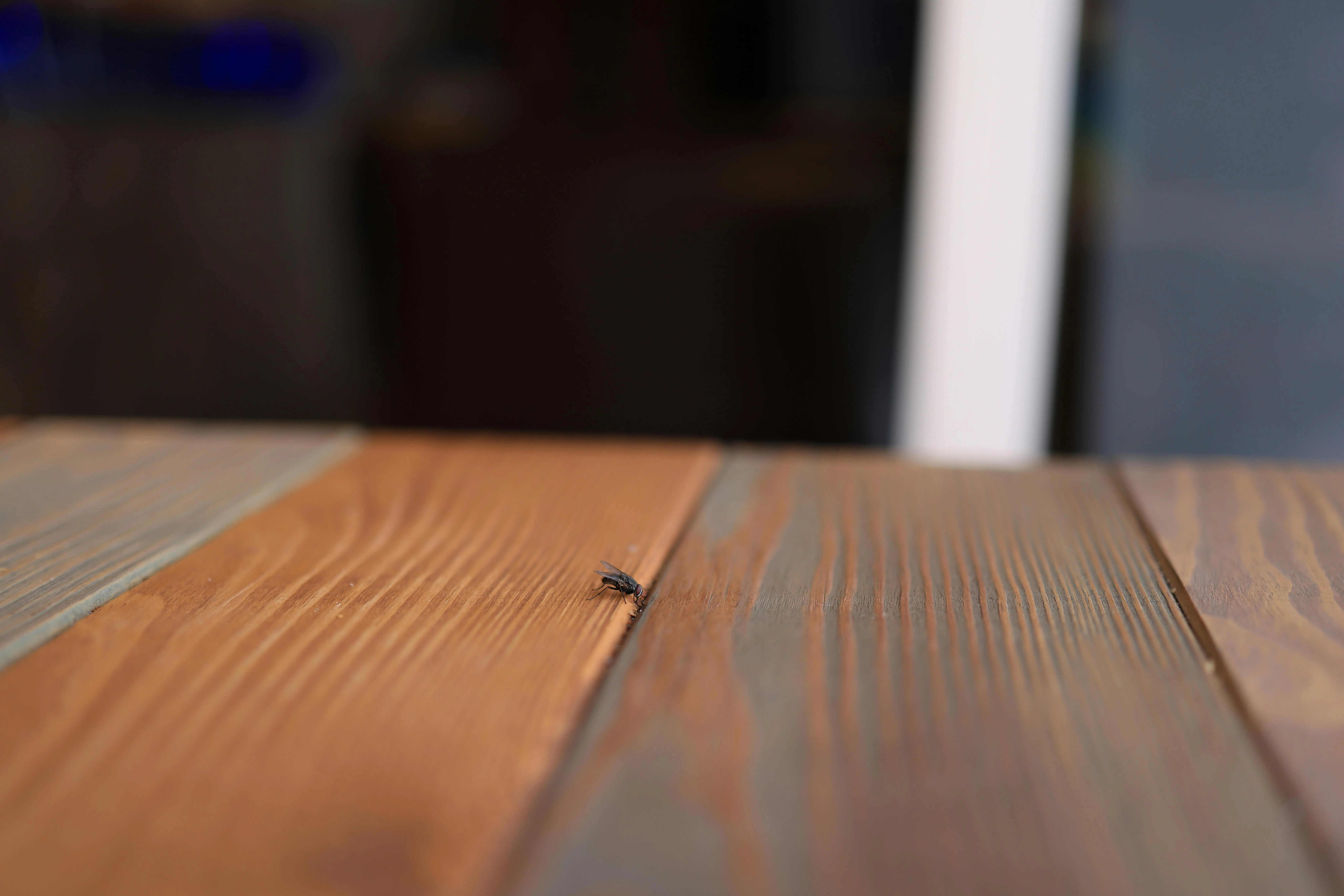do palmetto bugs fly Macro shot of a fly resting on a textured wooden surface indoors.