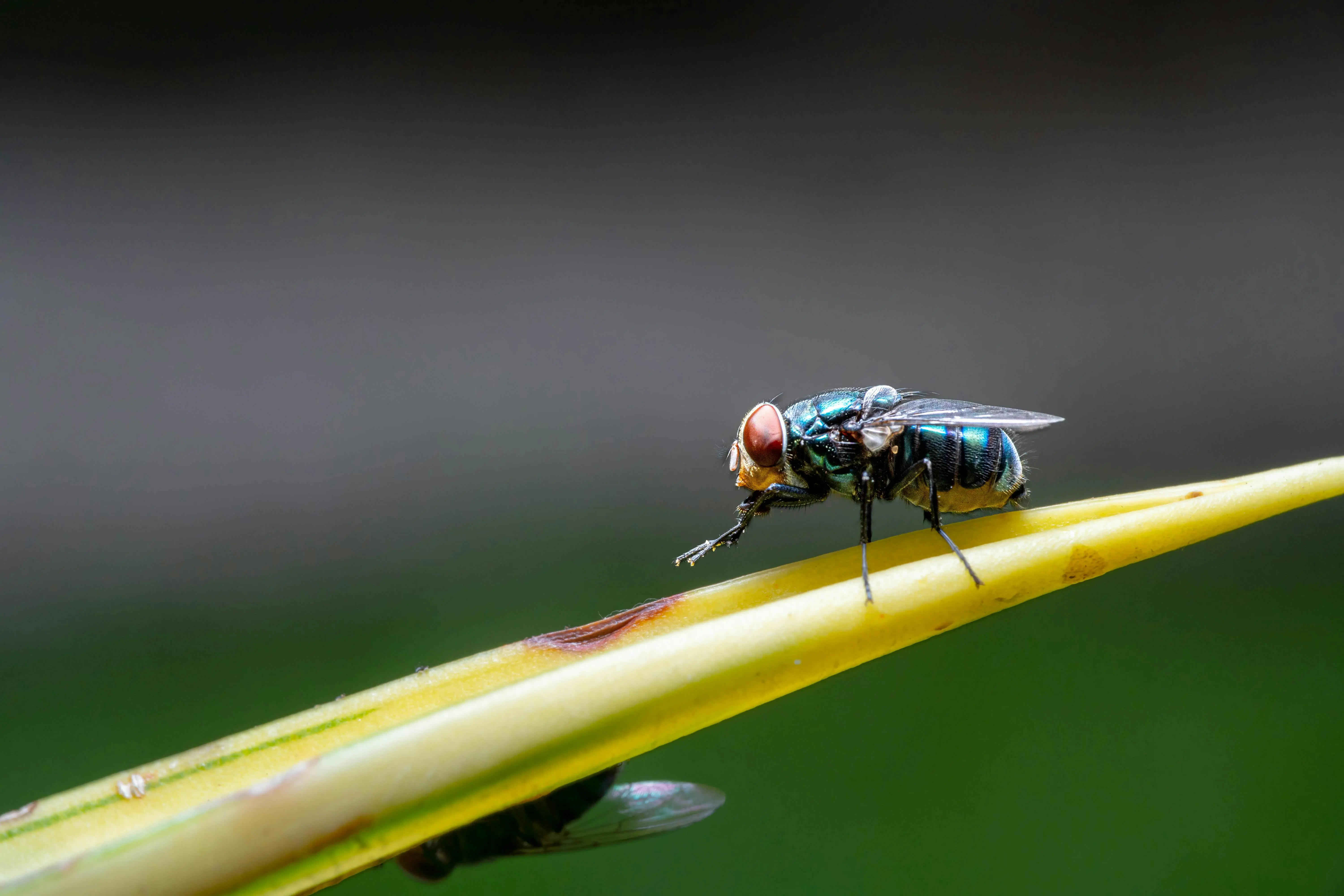 do palmetto bugs fly Macro shot of a housefly perched on a leaf, showcasing vivid details and colors.