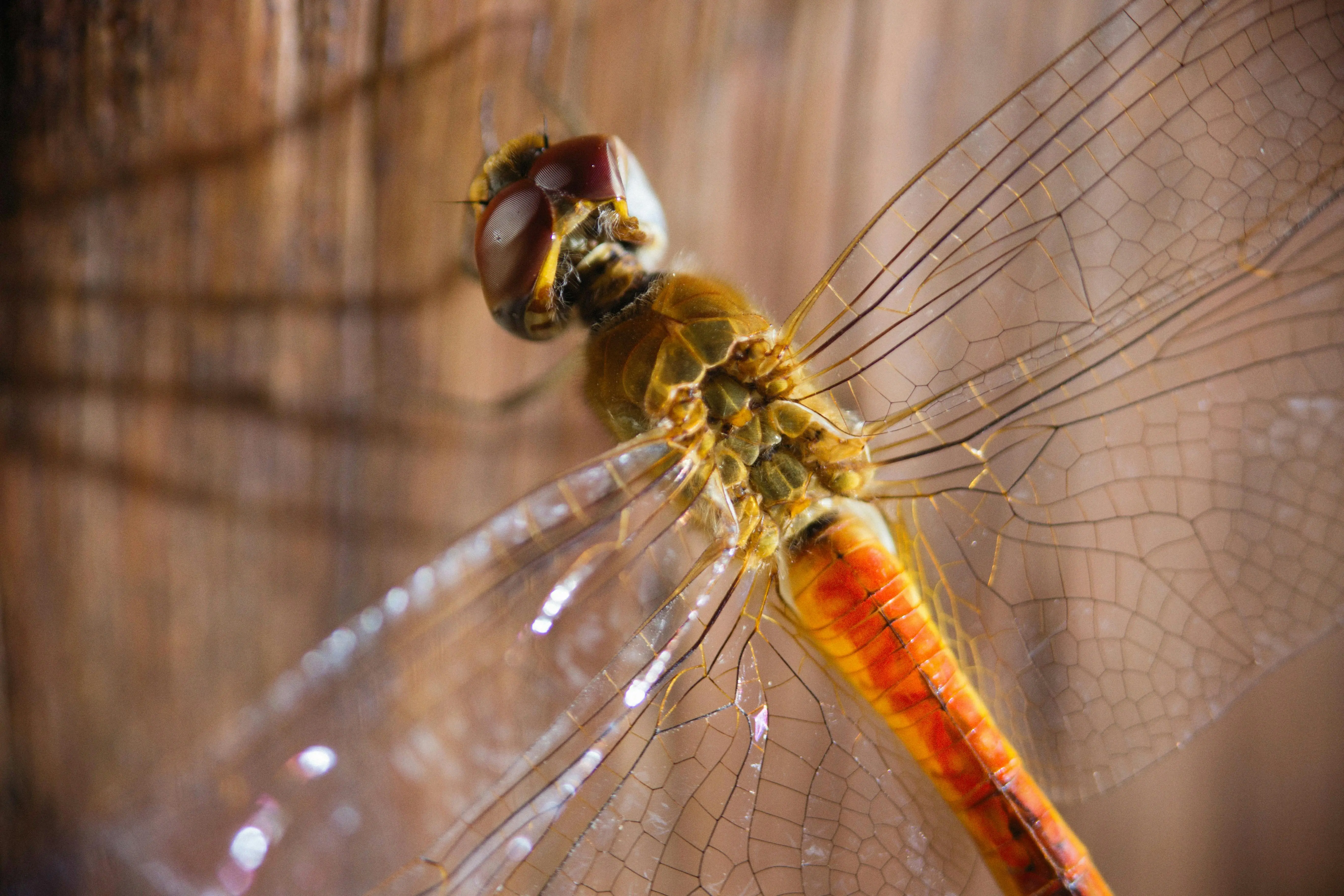 can palmetto bugs fly Macro shot of a dragonfly with transparent wings and intricate patterns perched on wood.