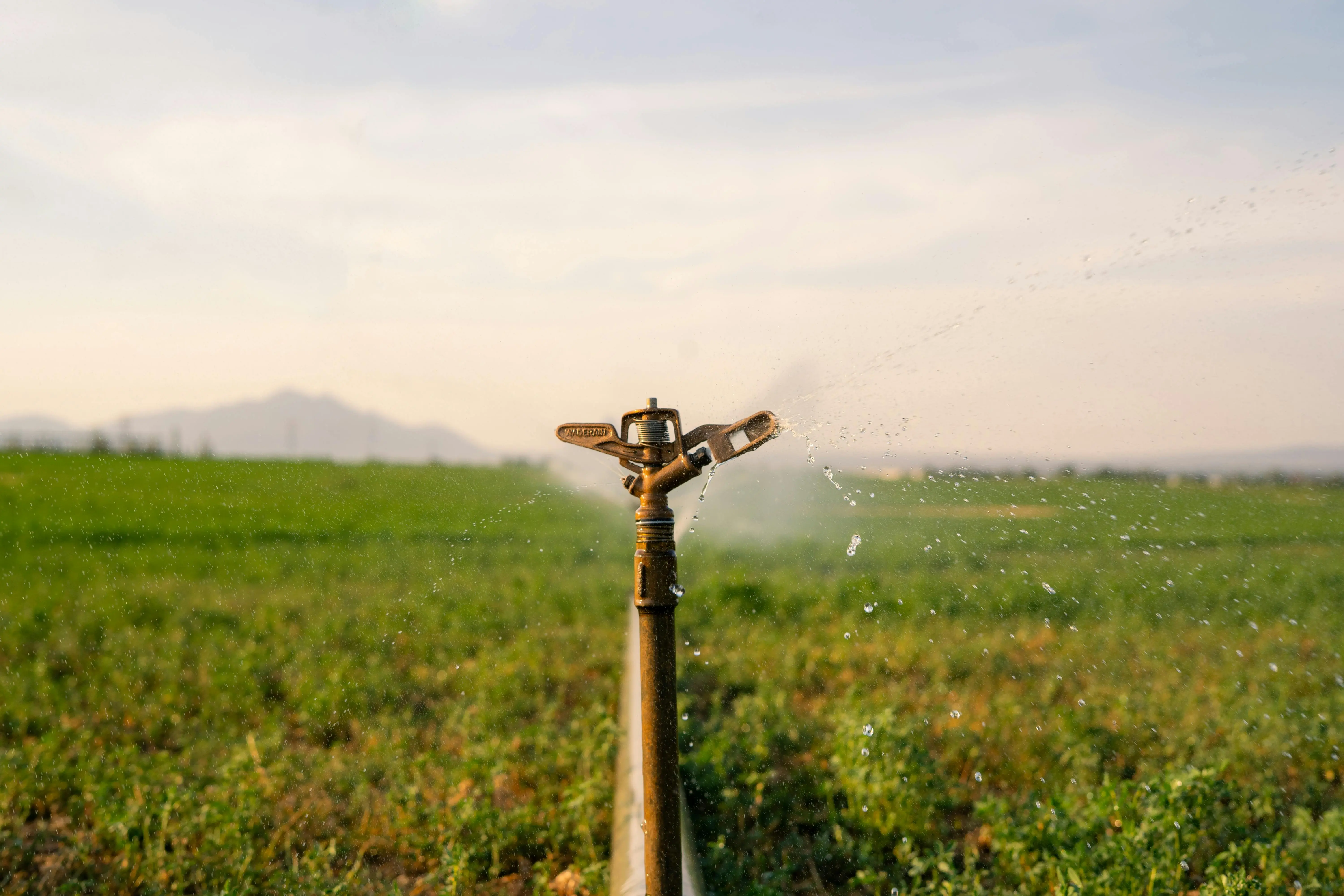 soil probe A sprinkler watering a vast green field under a clear sky, showcasing modern irrigation technology.