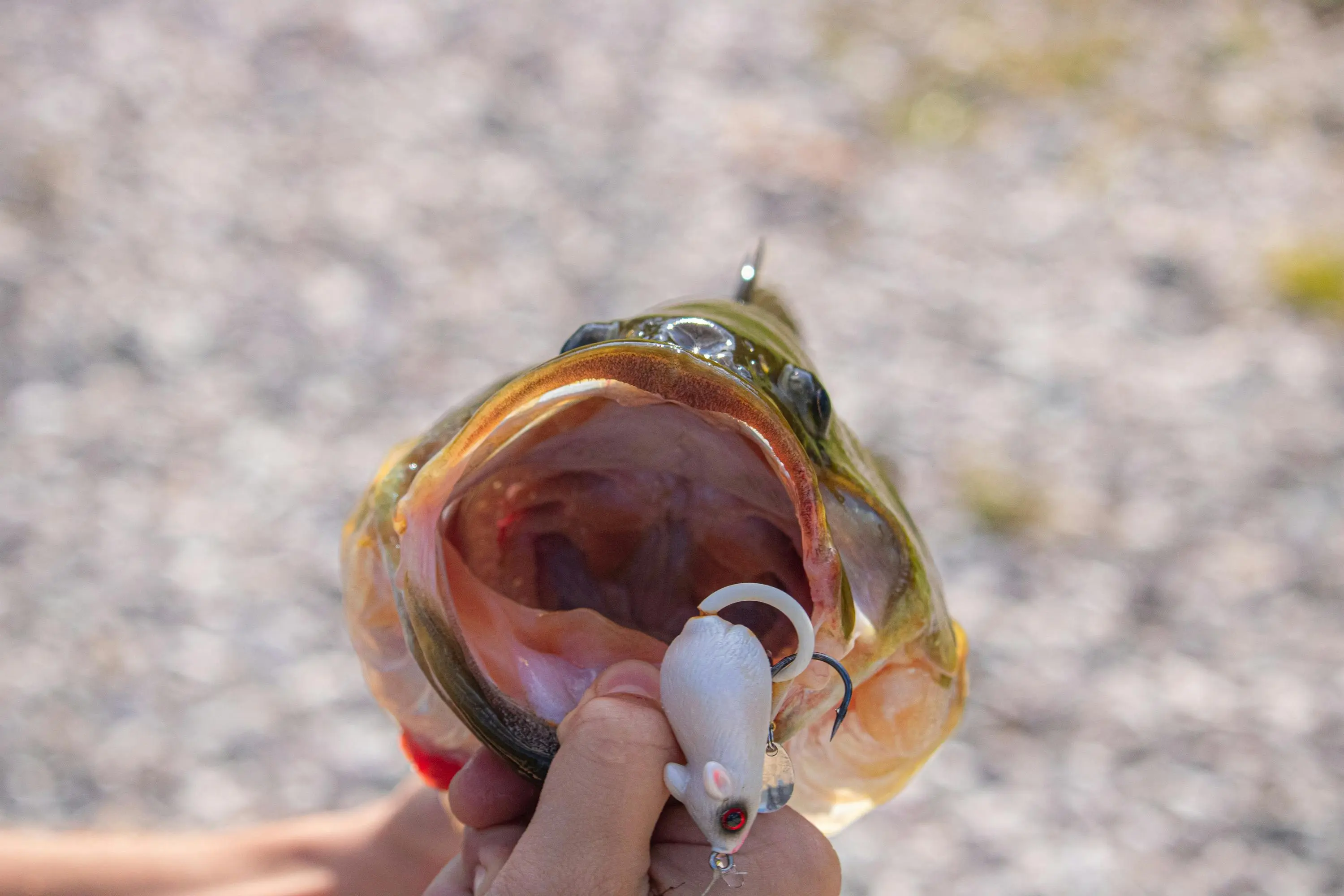 just one bite rat poison A captured fish bites on a realistic mouse-shaped fishing lure.