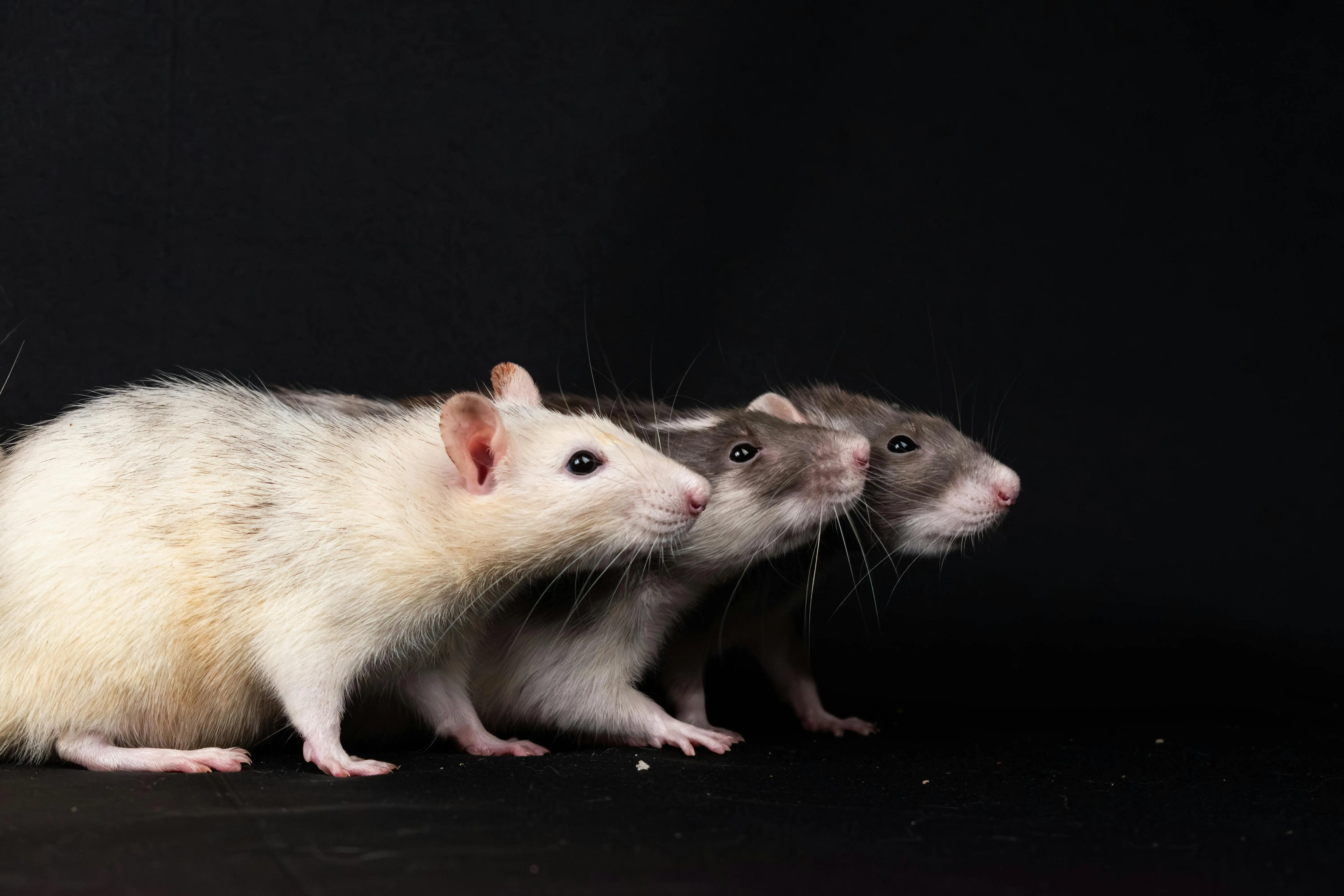 just one bite bar Three domestic rats lined up on a black studio background, showcasing their distinctive fur patterns and inquisitive nature.