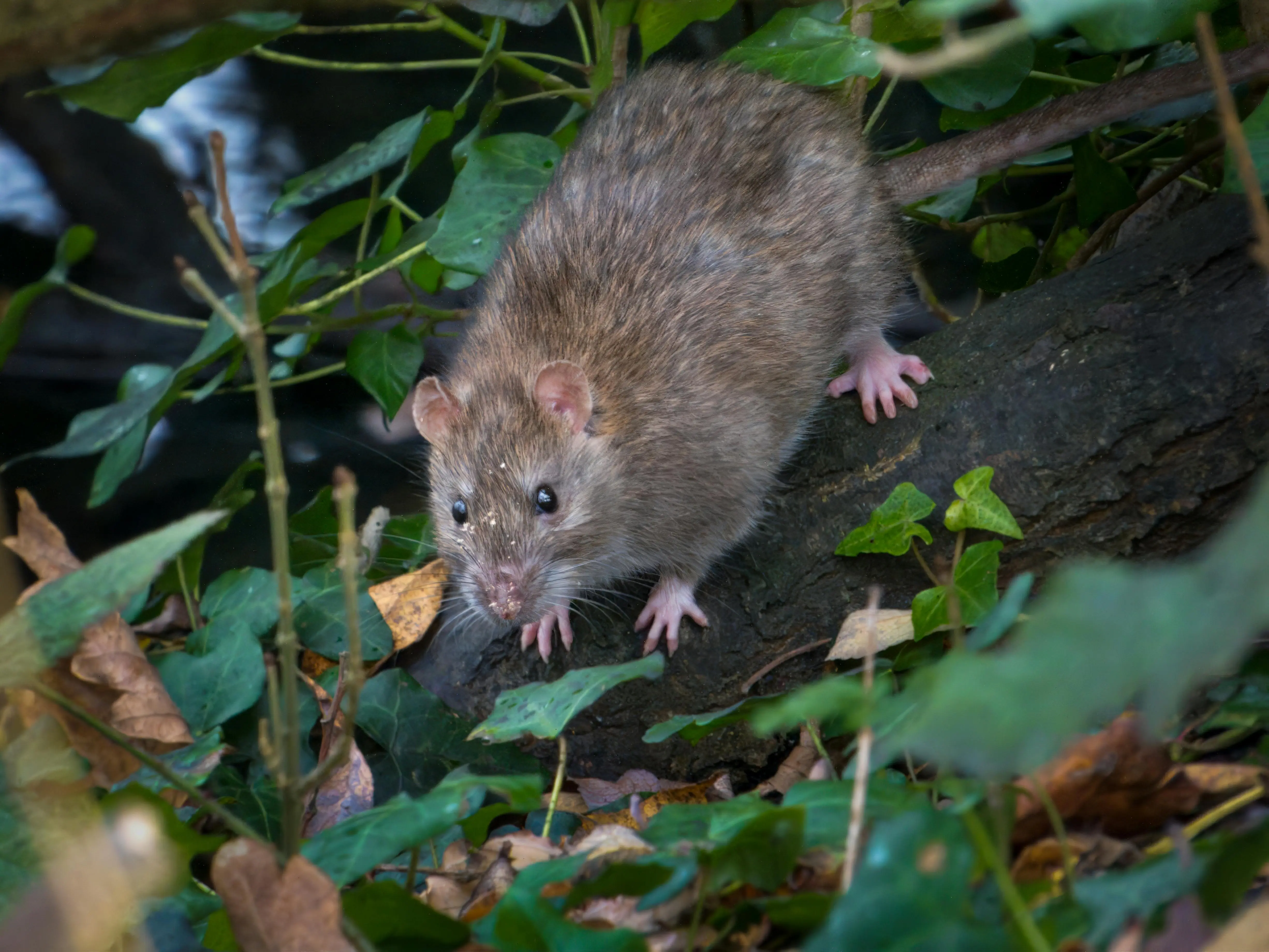 just one bite rat poison Close-up of a brown rat in a forest setting, surrounded by foliage and leaves.