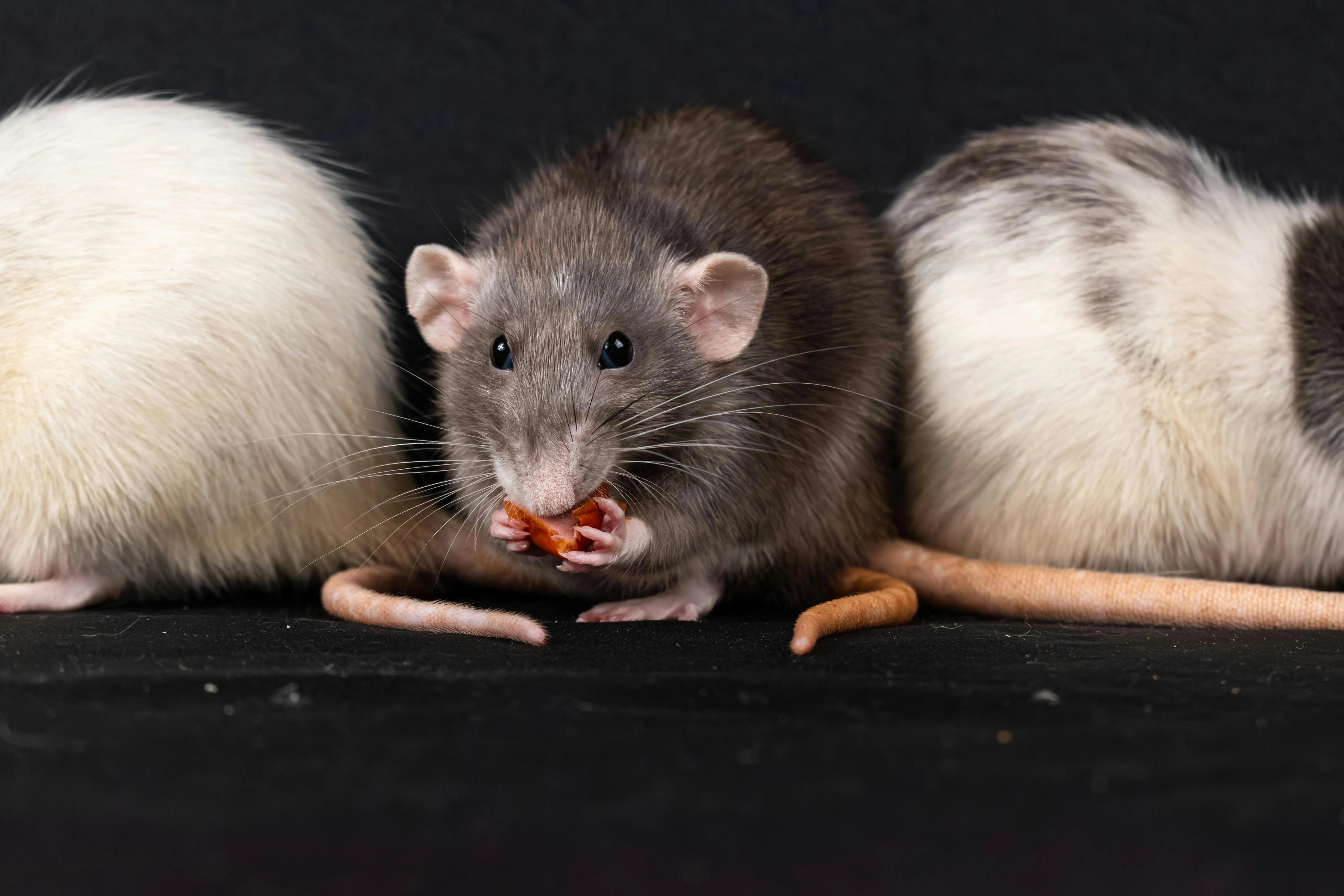 just one bite rat poison Three domestic rats, including a gray rat, enjoying a snack in a close-up shot.