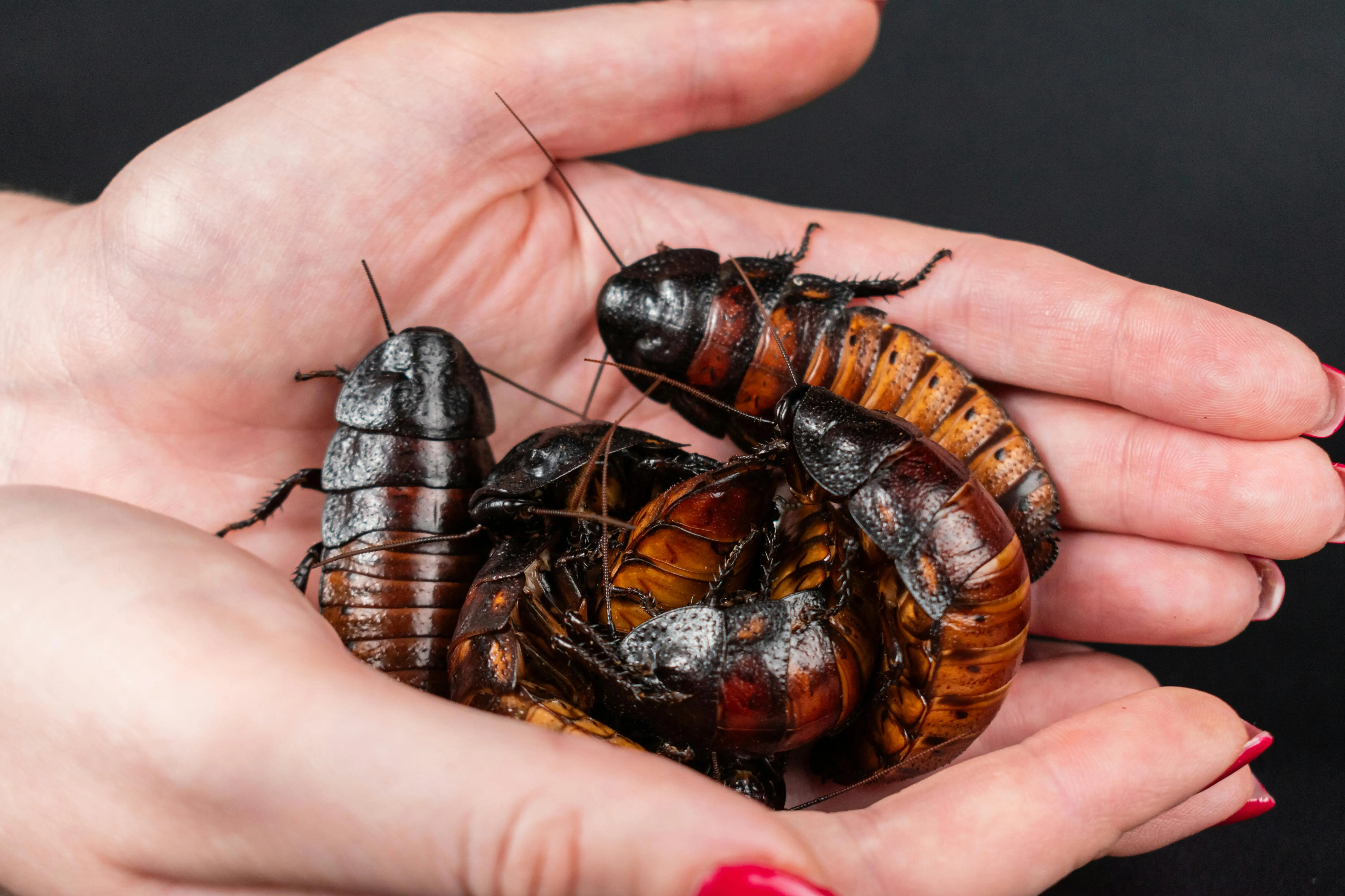 how do cockroaches get in your house Close-up of Madagascar hissing cockroaches held in human hands, showing unique features.