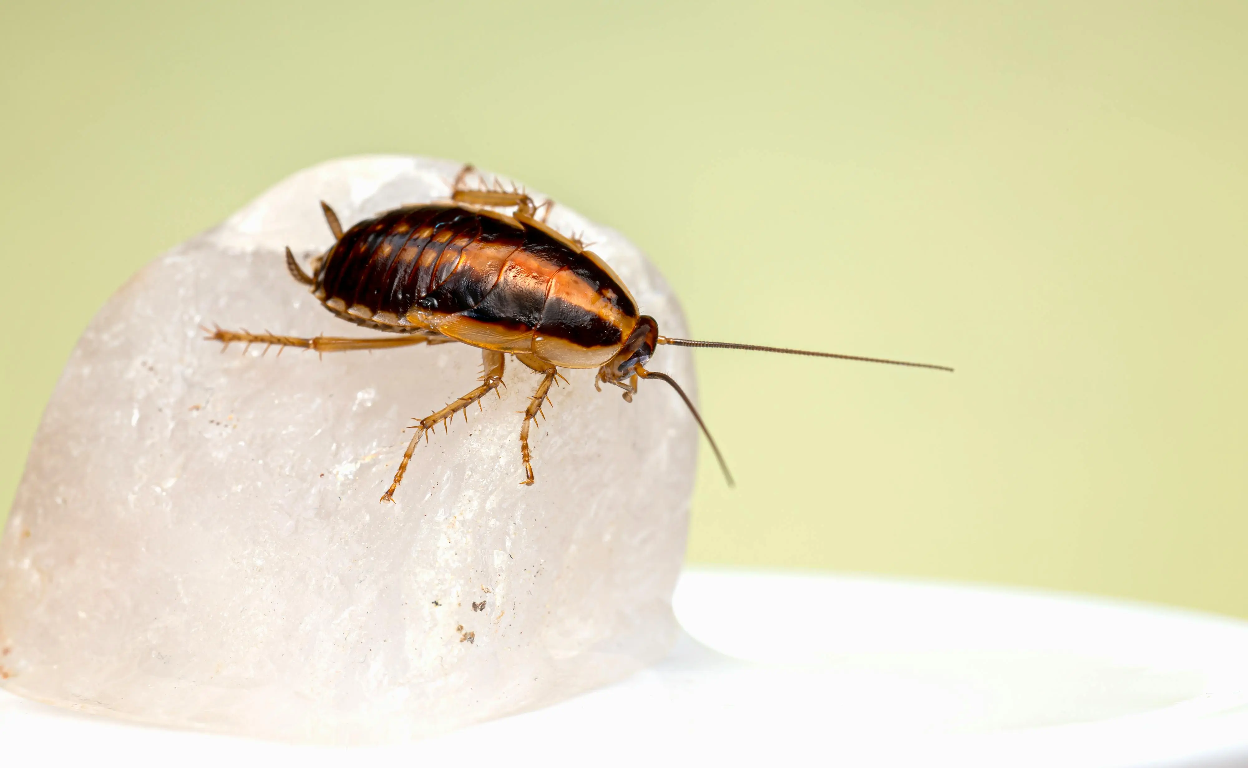 how do cockroaches get in your house Close-up of a German cockroach (Blattella germanica) on a quartz surface, showcasing intricate details.