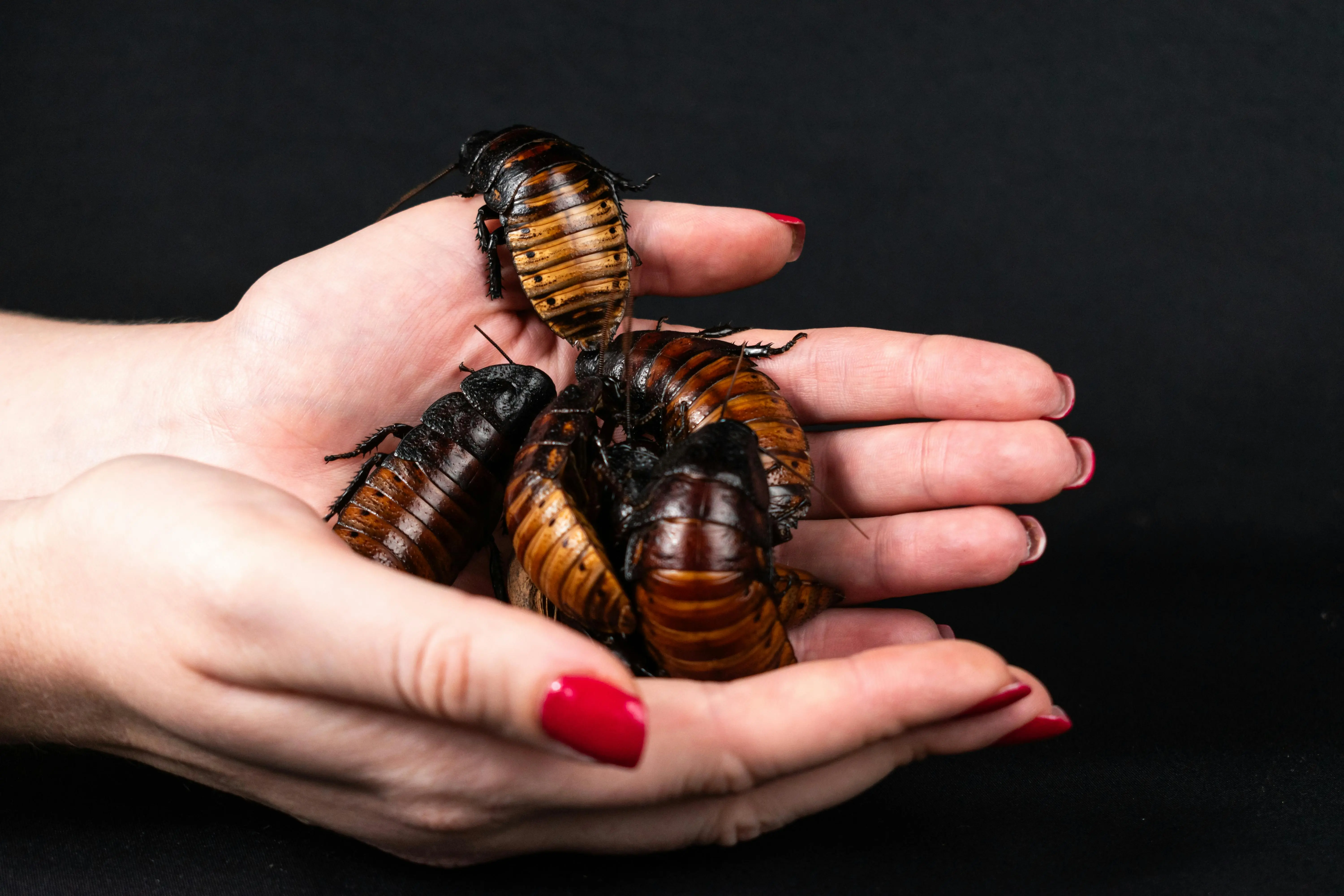 how do cockroaches get in your house A woman holds Madagascar hissing cockroaches (Gromphadorhina portentosa) in her hands, against a black background.