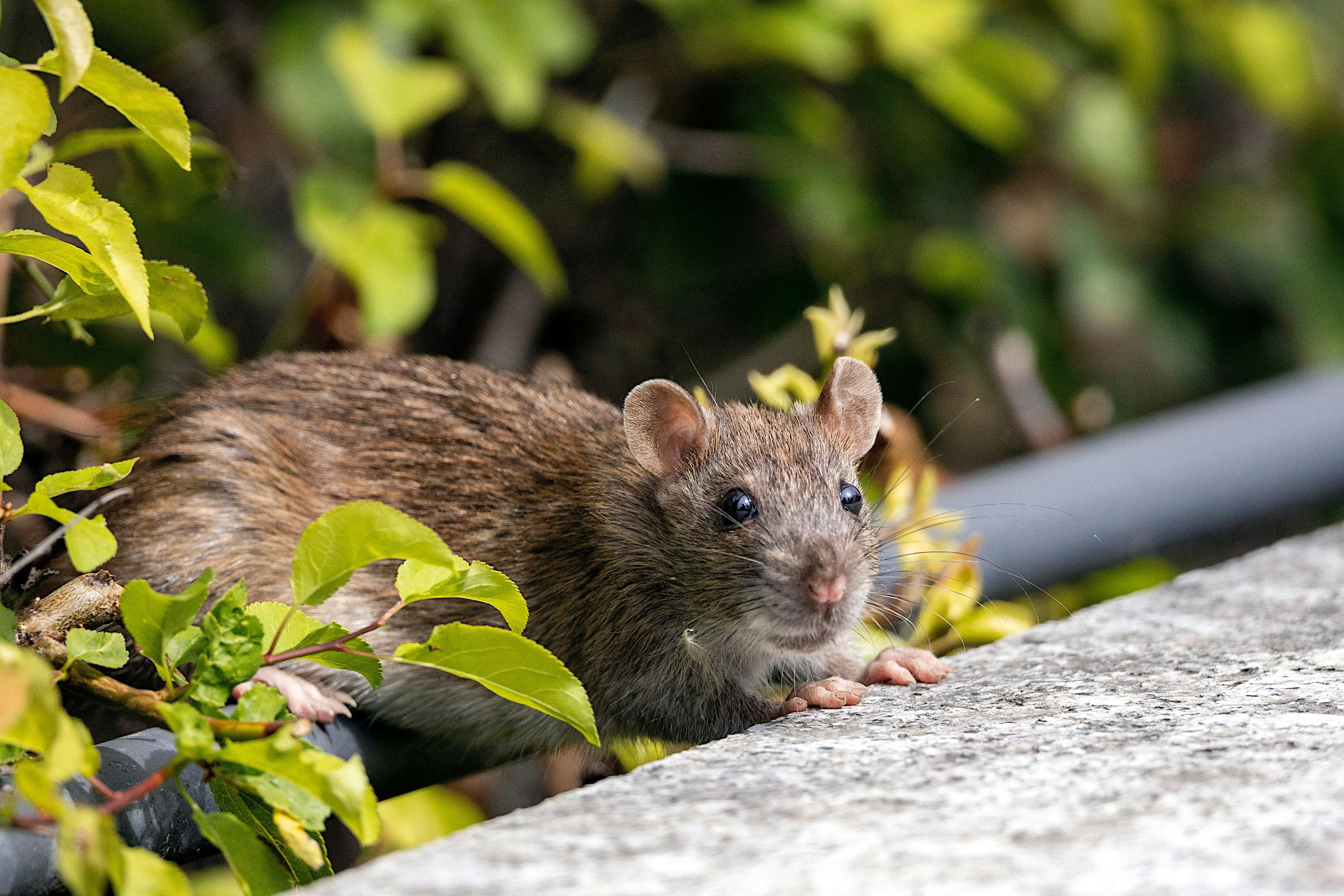 just one bite rat poison Detailed close-up of a brown rat among green foliage, showcasing wildlife in natural habitat.