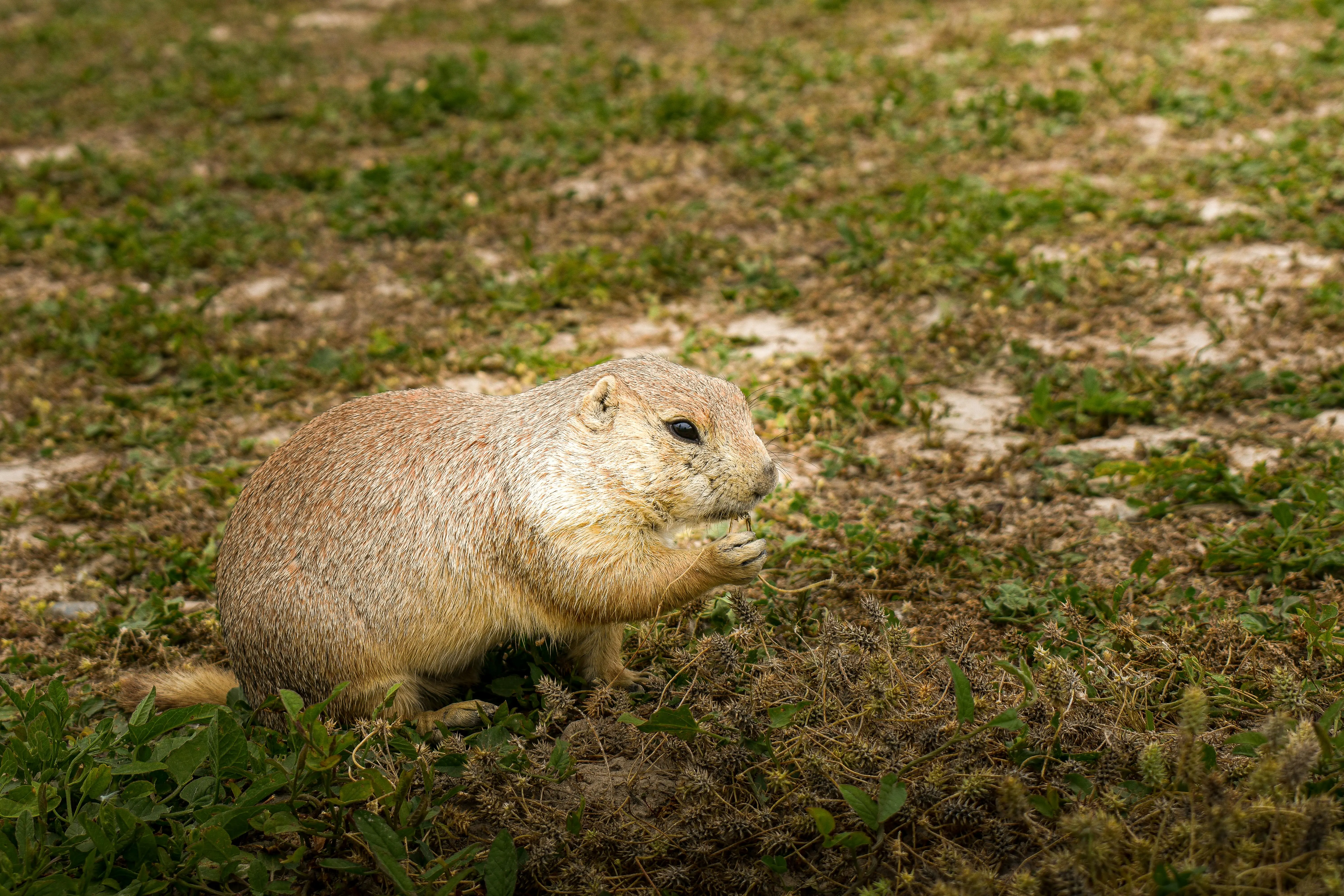 just one bite bar Closeup of a prairie dog eating in a South Dakota grassland habitat.