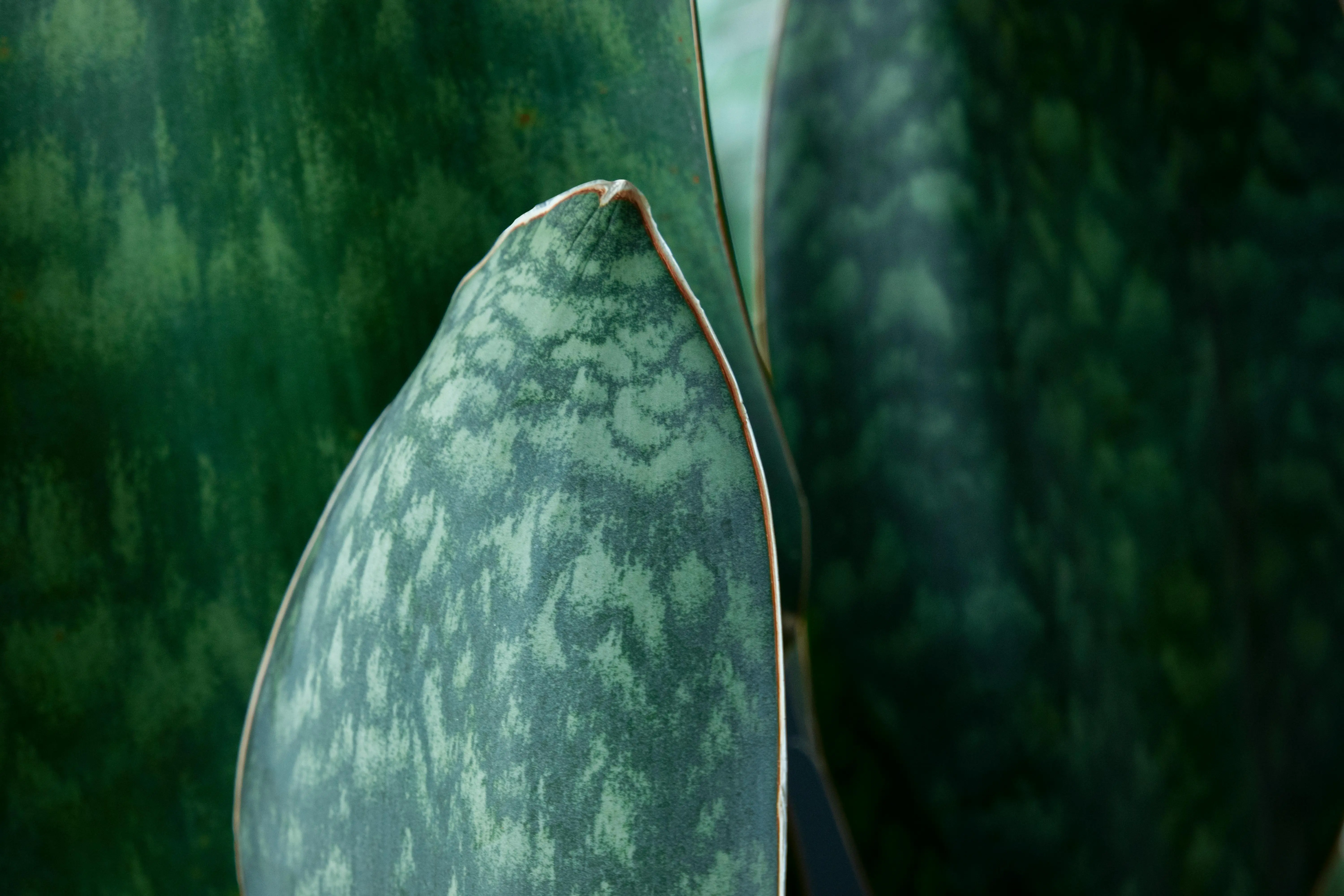 types of snake plants Detailed view of Sansevieria Masoniana leaves, showcasing unique textures and patterns.