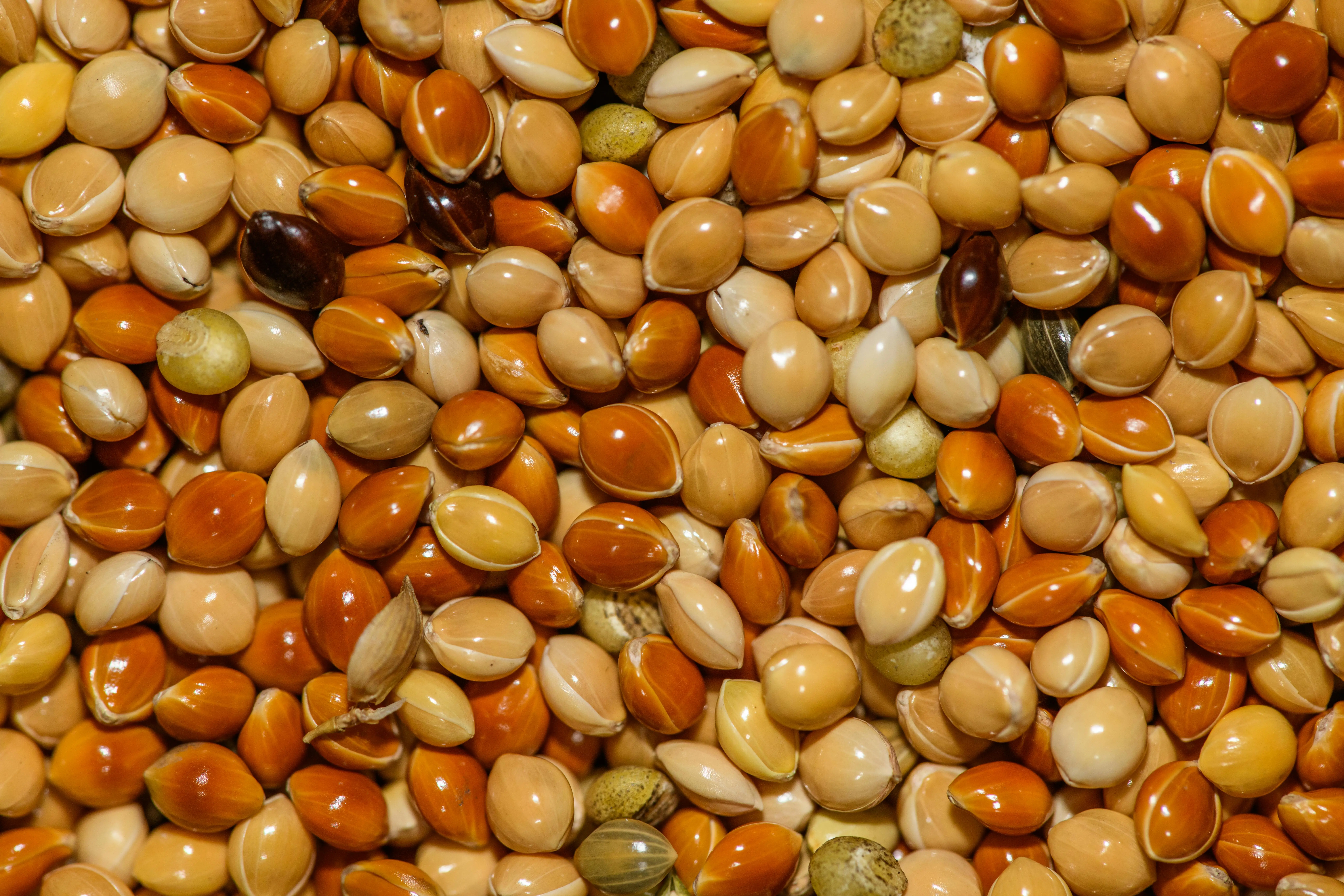 bird seed food A close-up view of colorful bird seeds, showcasing a variety of hues and textures, perfect for bird lovers.