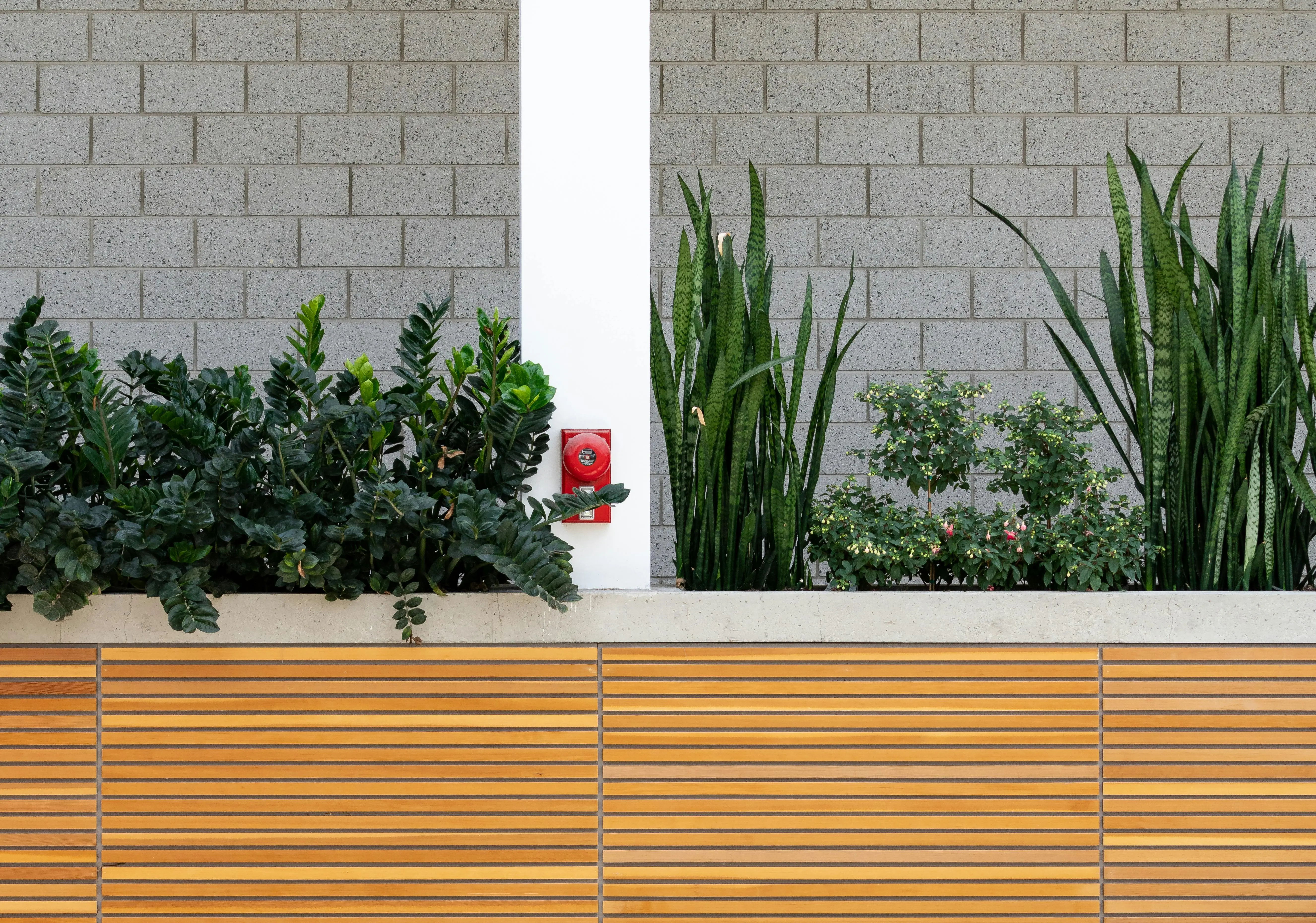 types of snake plants Stylish indoor garden with green snake plants and wooden paneling.