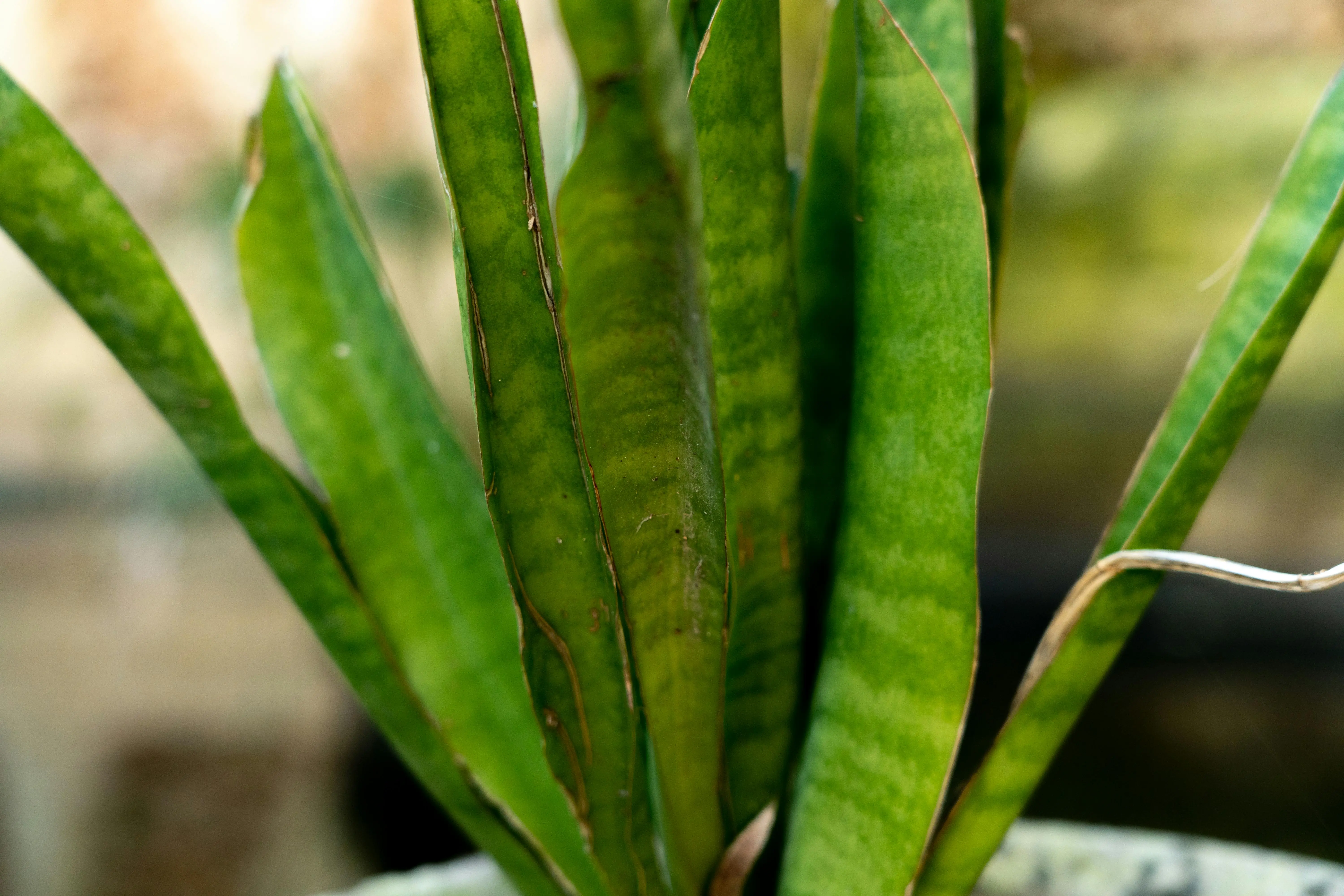 types of snake plants Detailed close-up of Sansevieria plant leaves displaying vibrant green hues in natural light.
