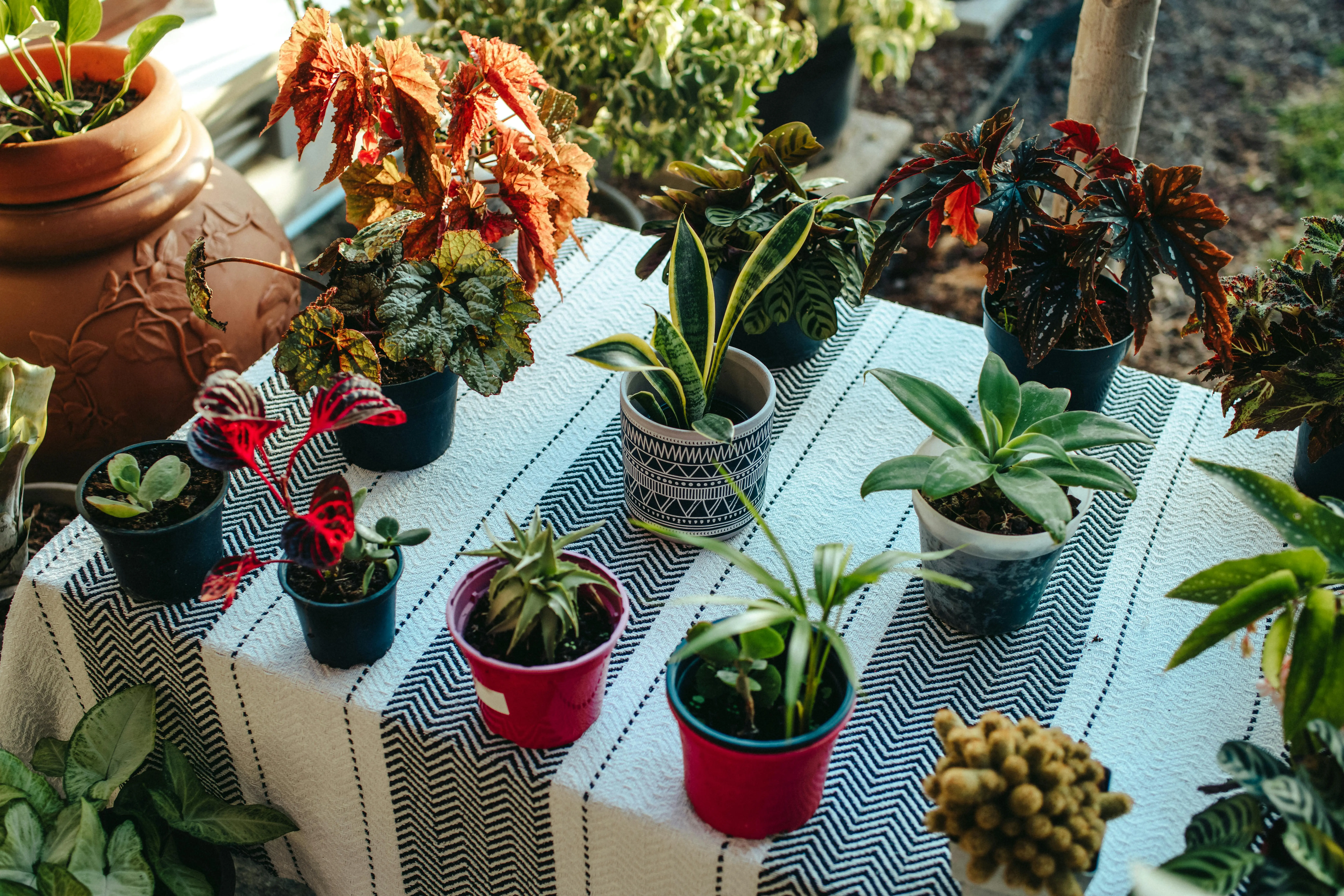 types of snake plants A collection of diverse potted plants on a patterned tablecloth outdoors in Saint-Denis, La Réunion.