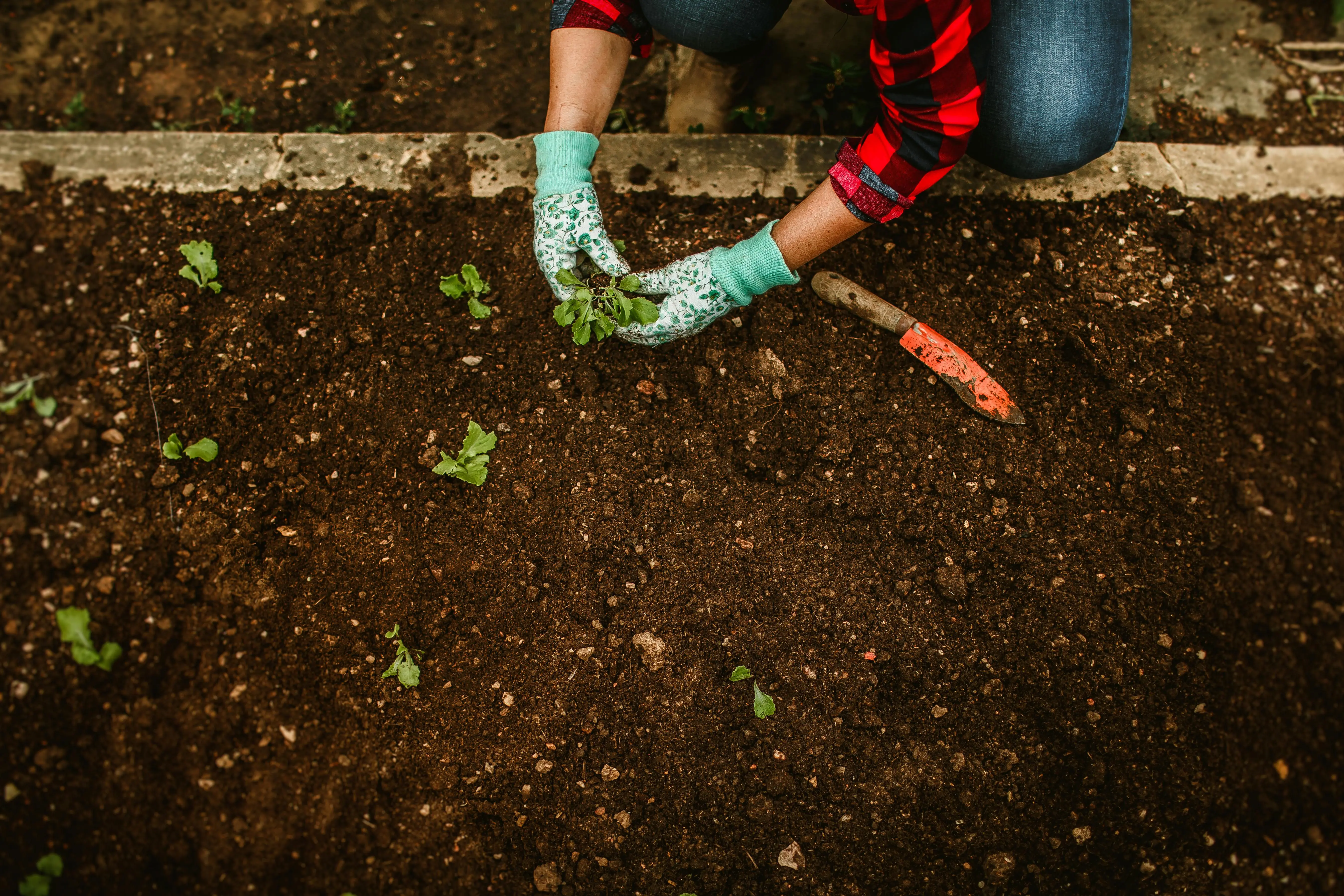 soil probe Close-up of hands in gloves planting seedlings in a garden plot.