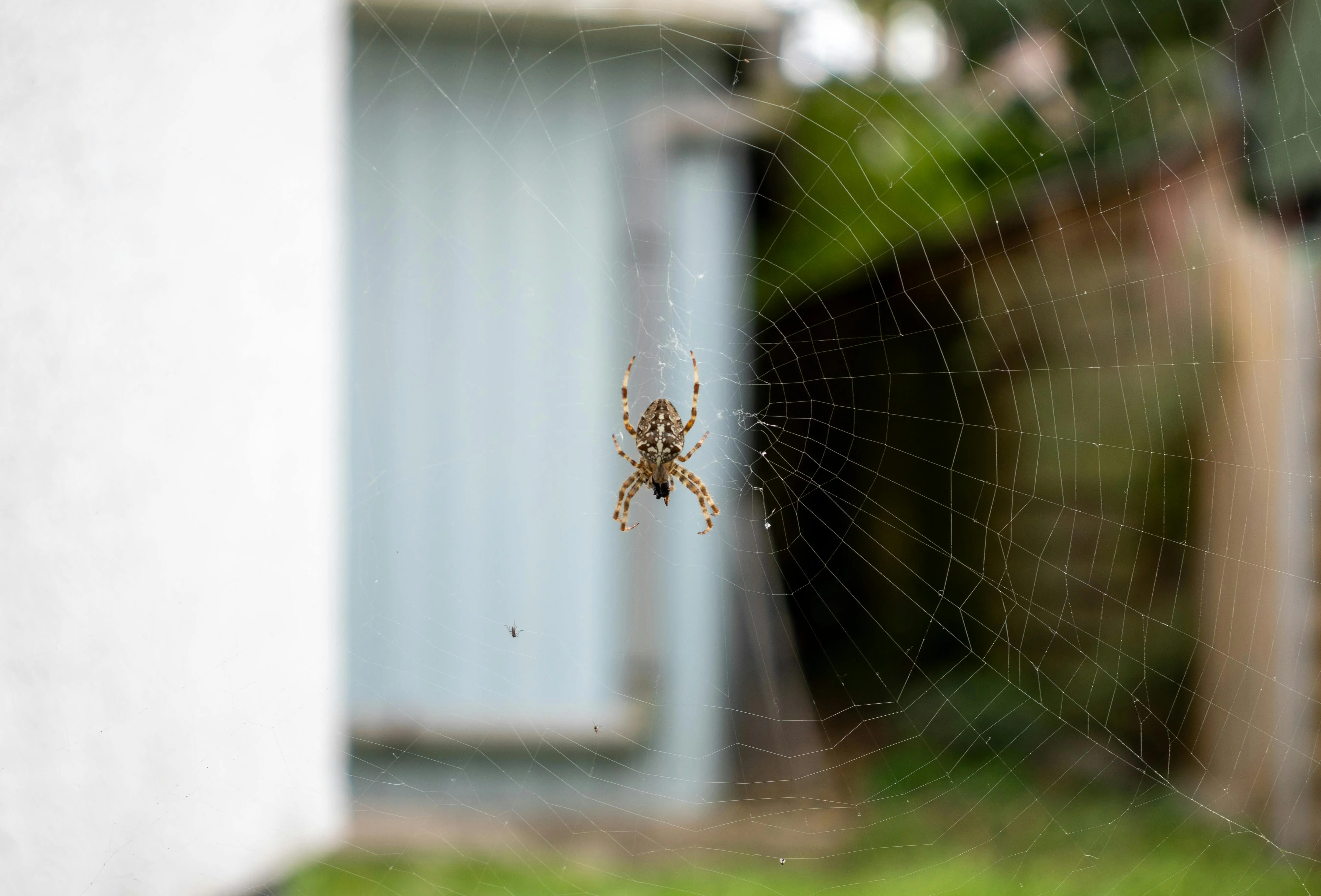 how to get rid of black widows Close-up of a garden spider on its web in a residential backyard in Bochum, Germany.