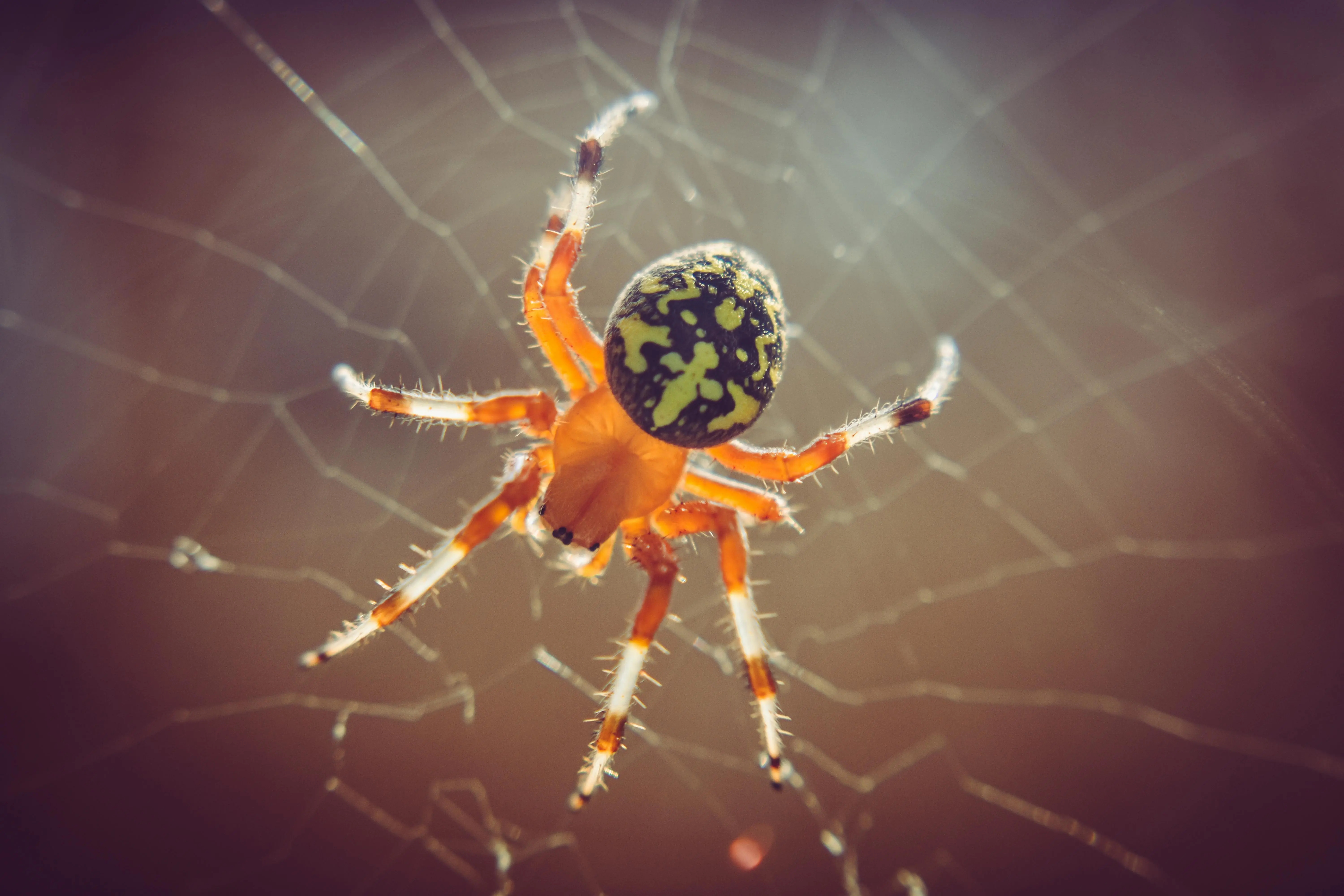 how to get rid of black widows Close-up of a colorful orb weaver spider perched on its web, illuminated by sunlight.