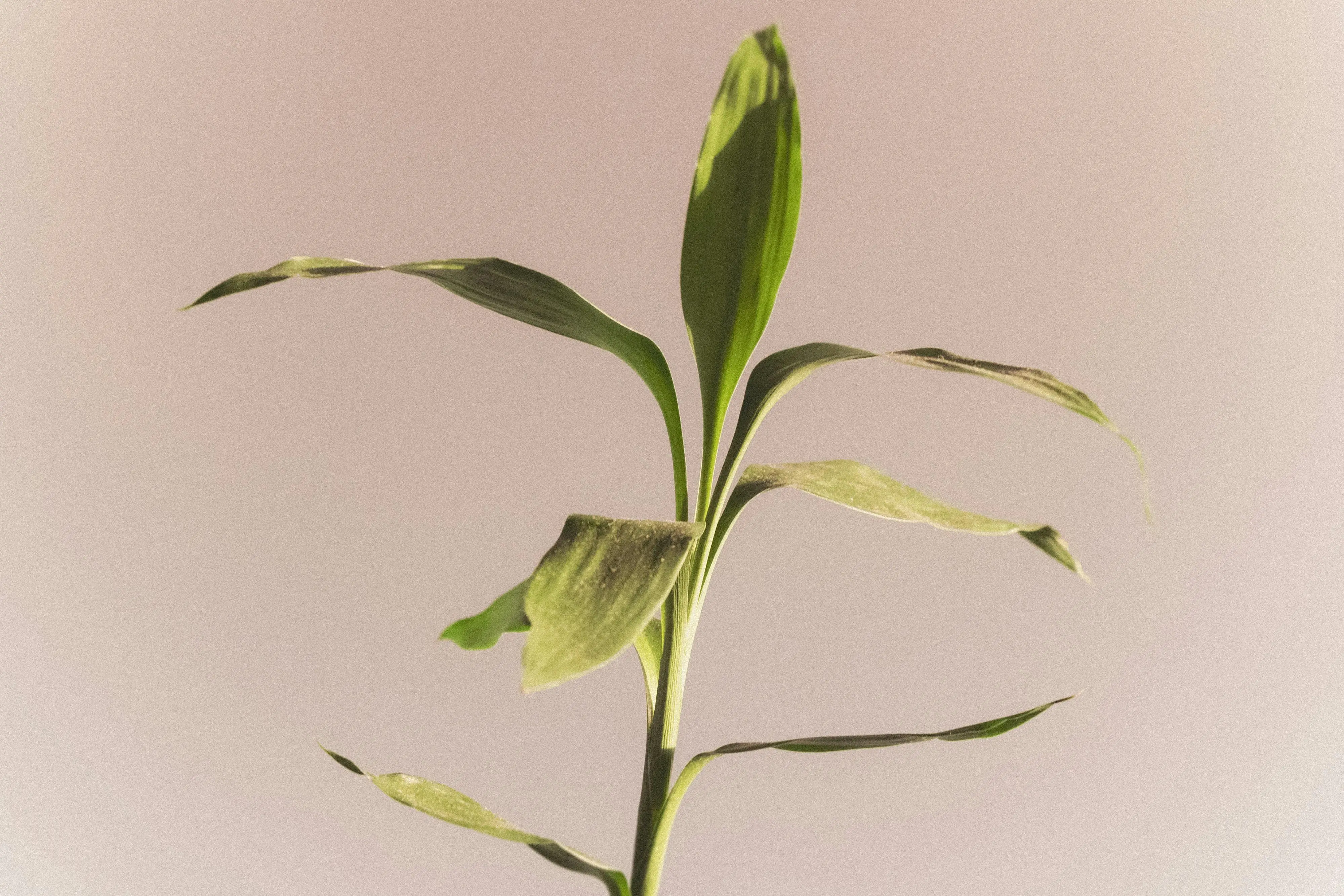 tall indoor house plants A minimalist close-up of a corn plant against a soft, muted background conveying serenity and simplicity.