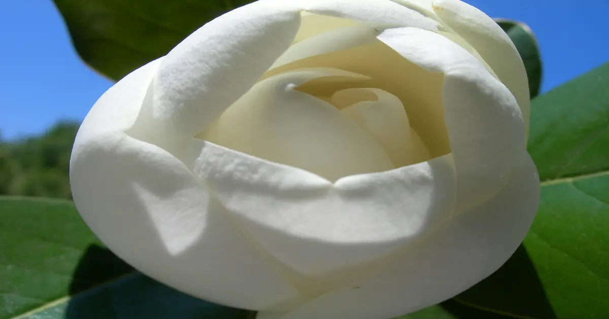 teddy bear magnolia