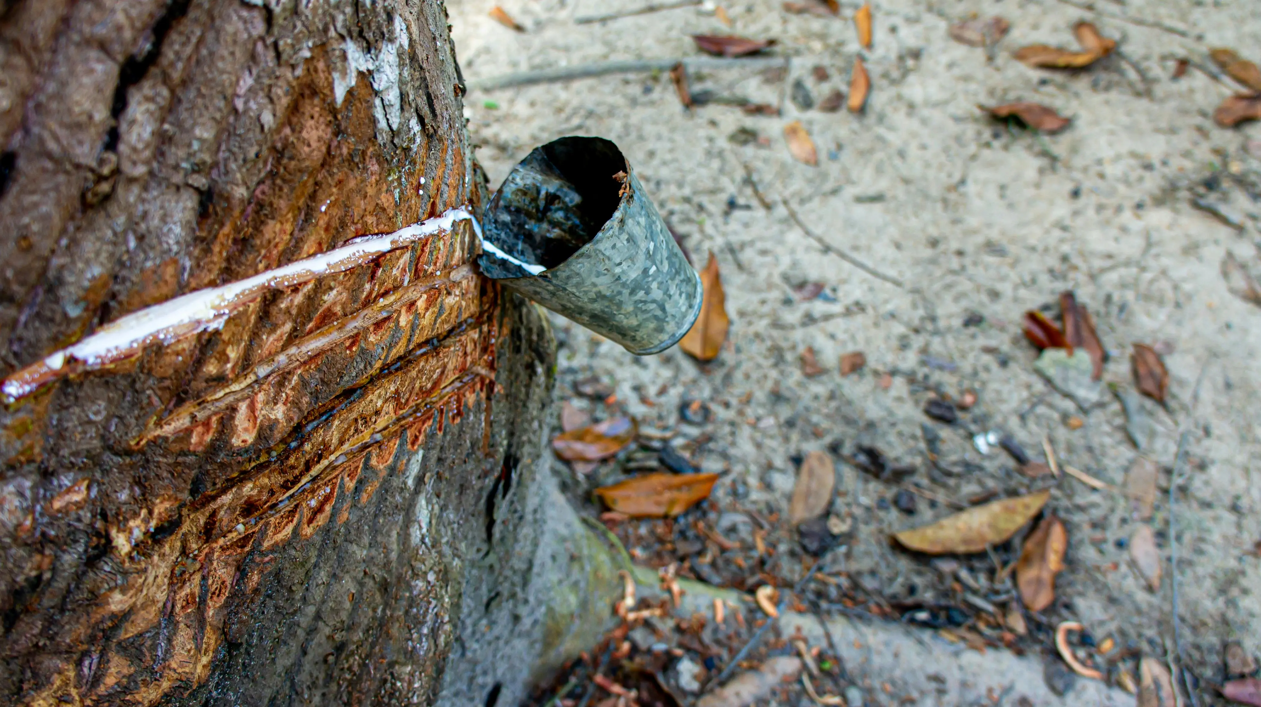 how to get tree sap out of clothes Close-up of latex extraction from a rubber tree using a metal cup in Brazilian forest.