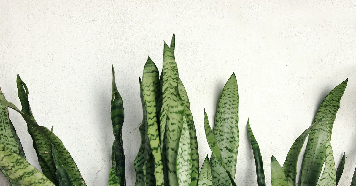 types of snake plants
