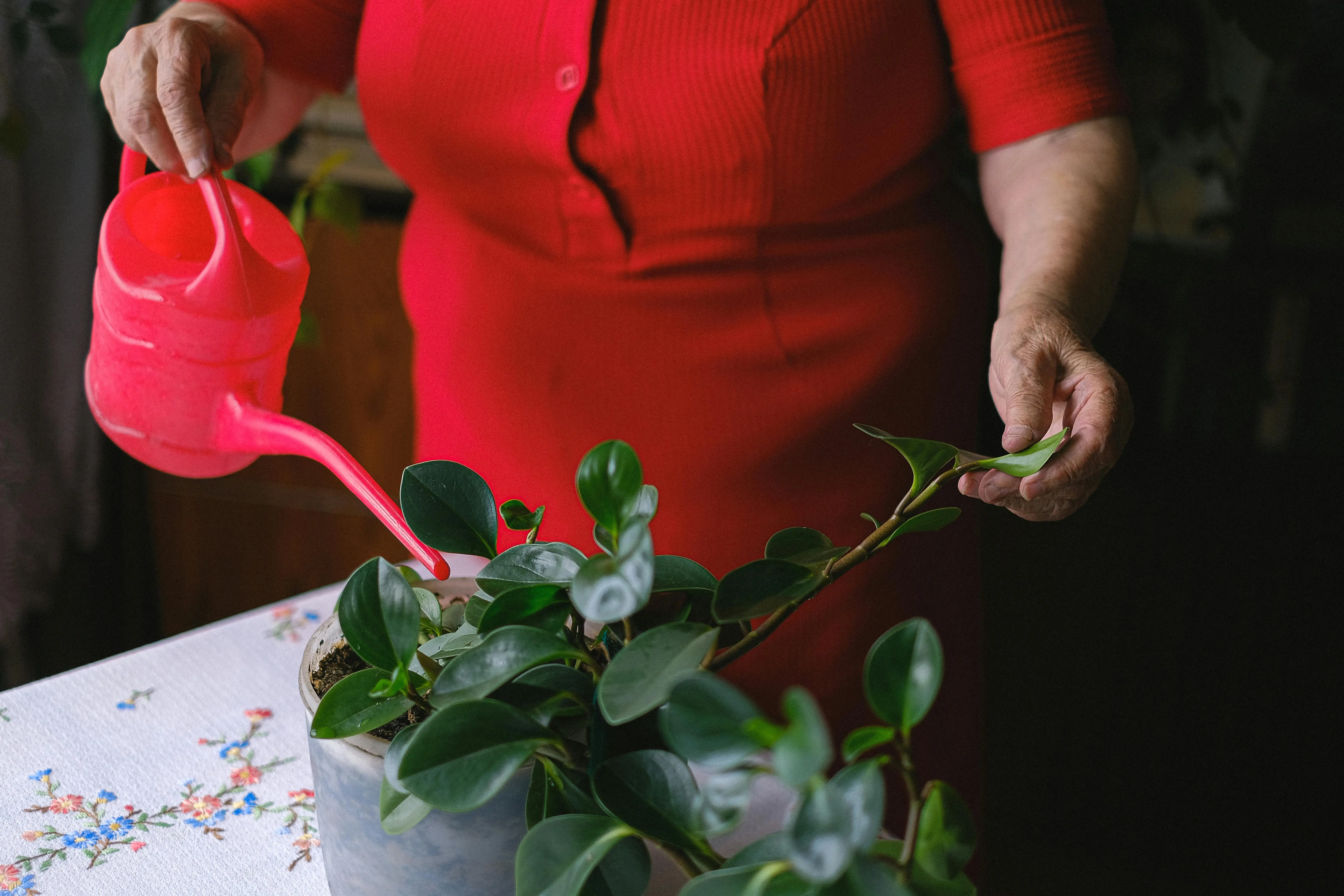 tall indoor house plants Unrecognizable old female wearing red outfit standing at table with watering can while taking care of flower with green leaves growing in pot in room on blurred background