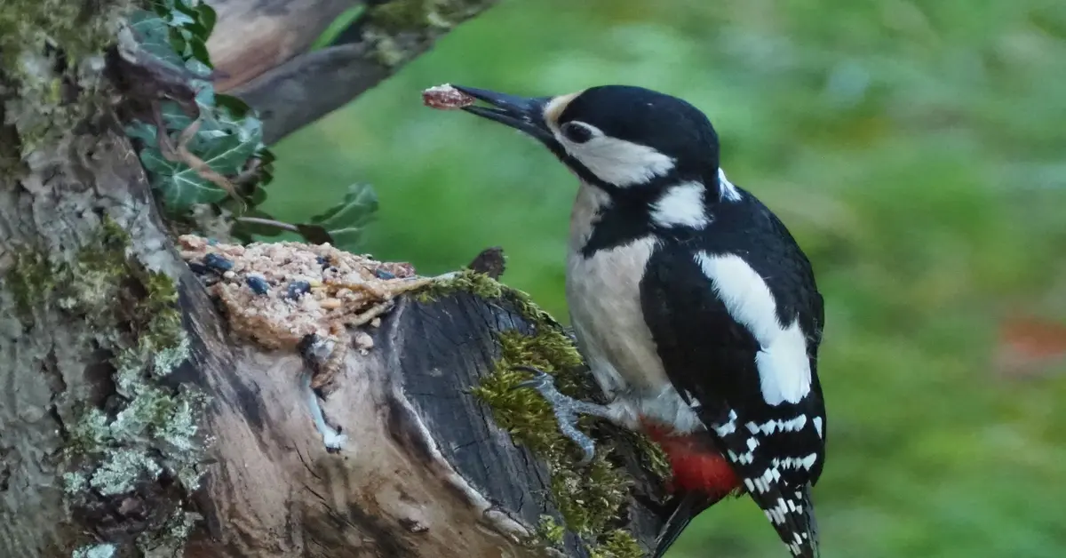 what do woodpeckers eat