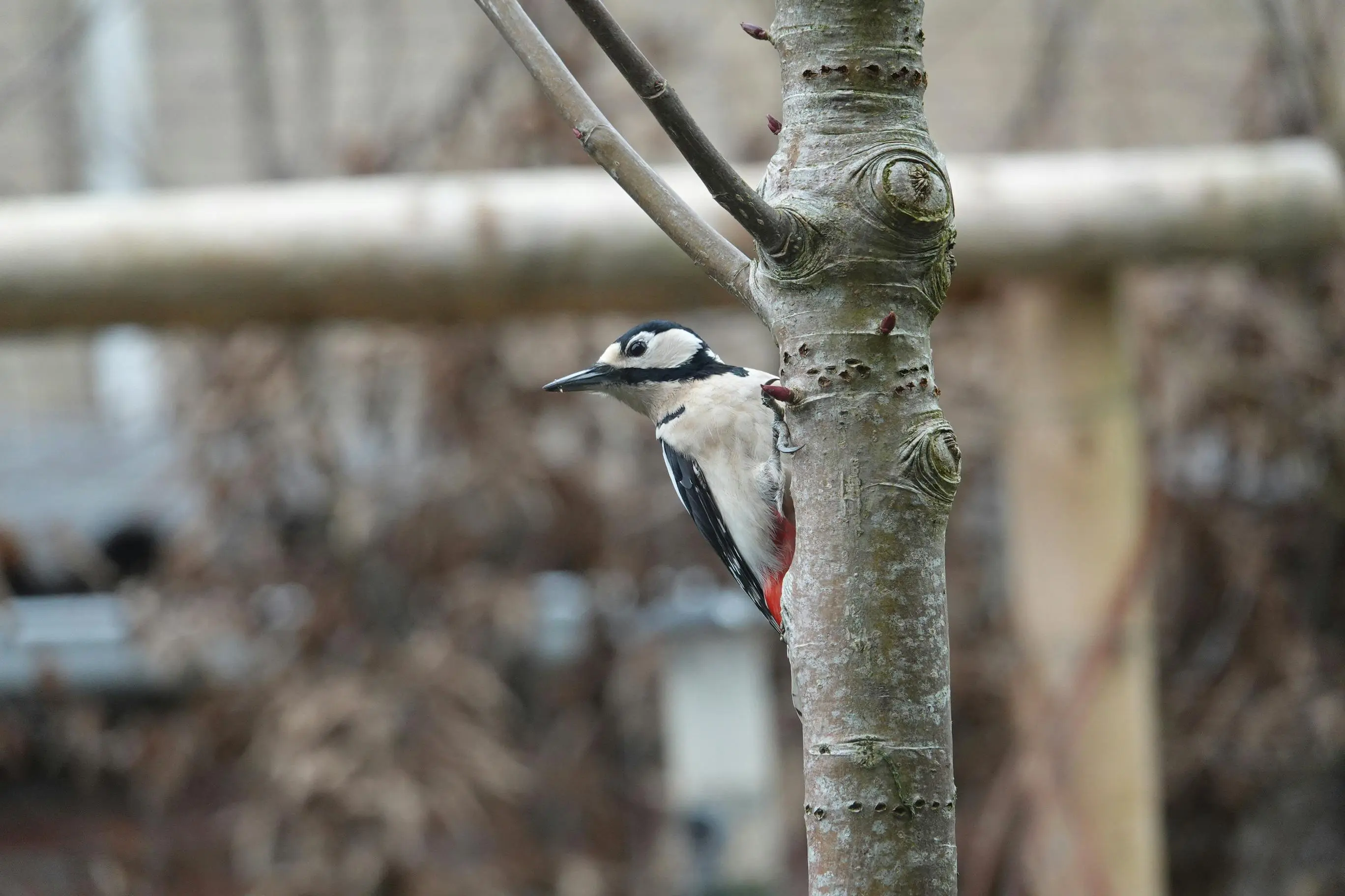 what do woodpeckers eat Close-up of a Great Spotted Woodpecker clinging to a tree in Gouda, Netherlands.