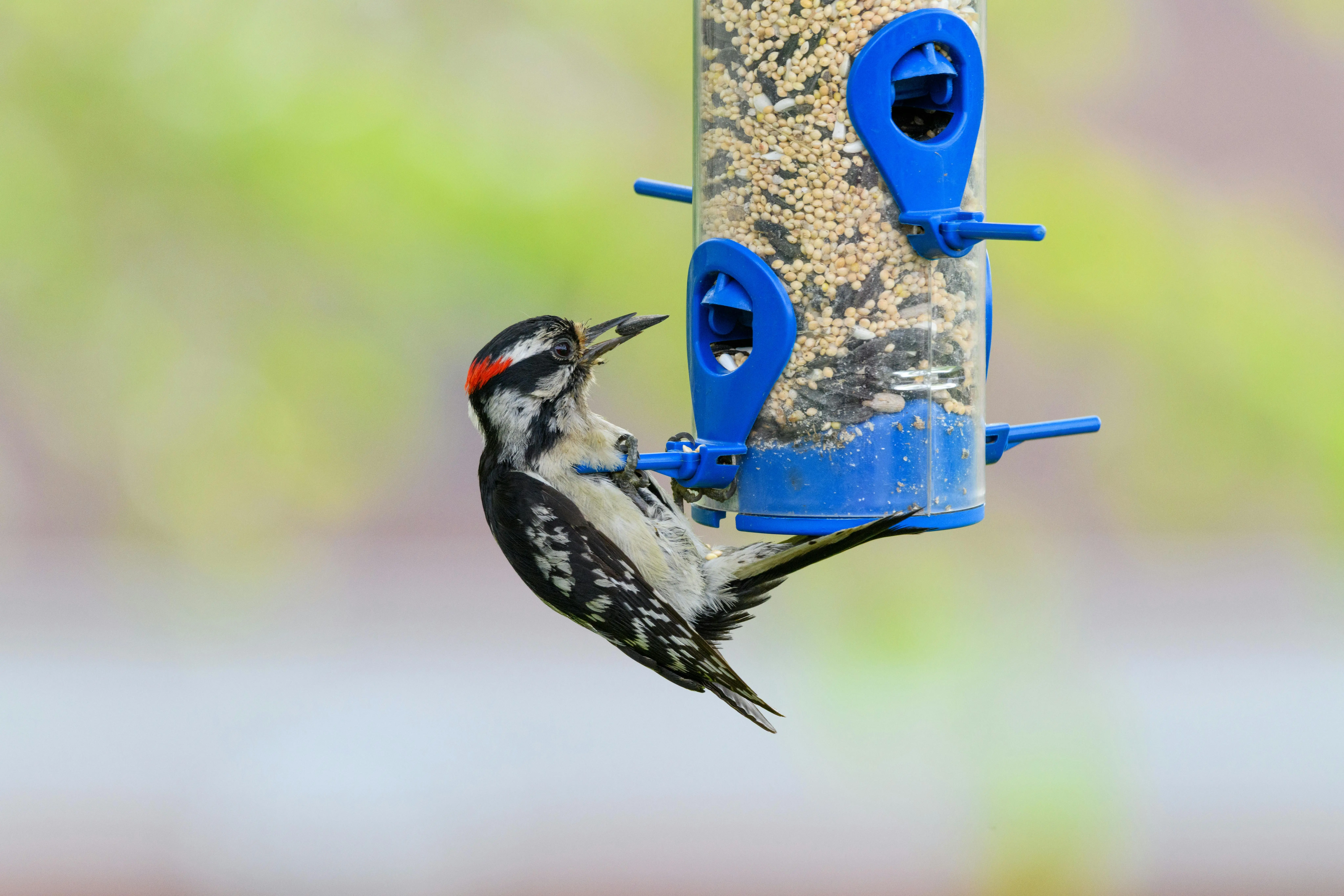what do woodpeckers eat Vibrant woodpecker feeding from a blue bird feeder outdoors in Canonsburg, PA.