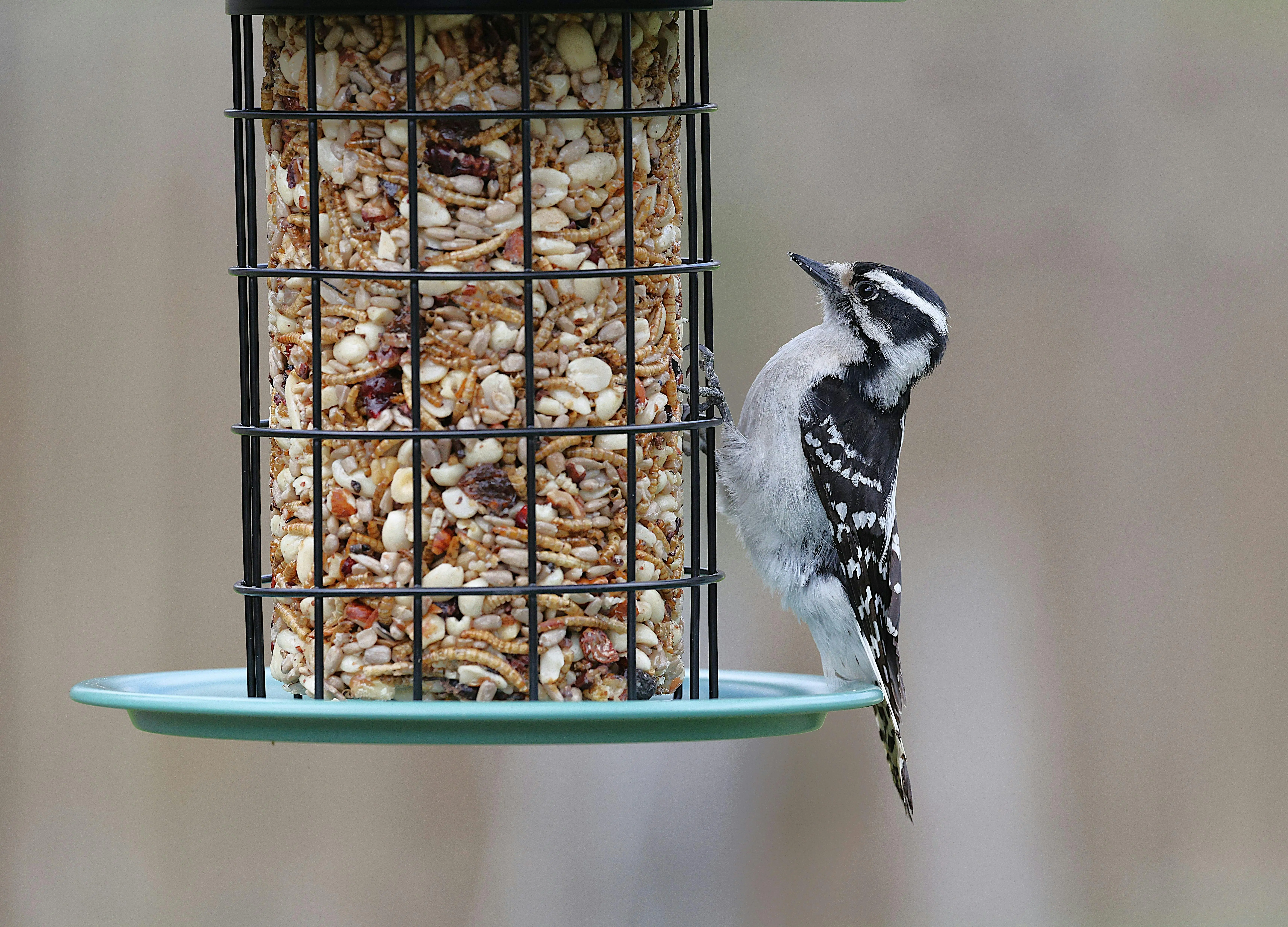 what do woodpeckers eat Close-up of a downy woodpecker perched on a backyard bird feeder filled with seeds and nuts.