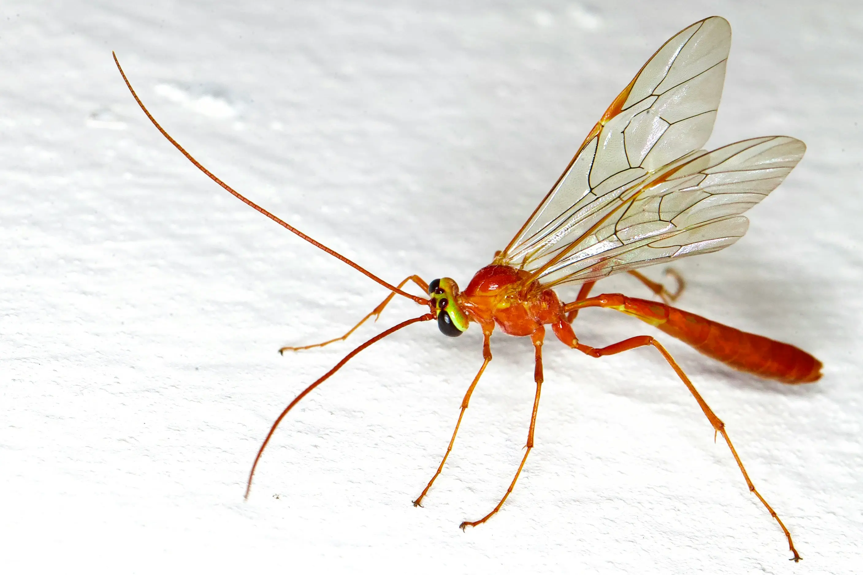 Flying Bugs That Look Like Termites : 5 Shocking Truths