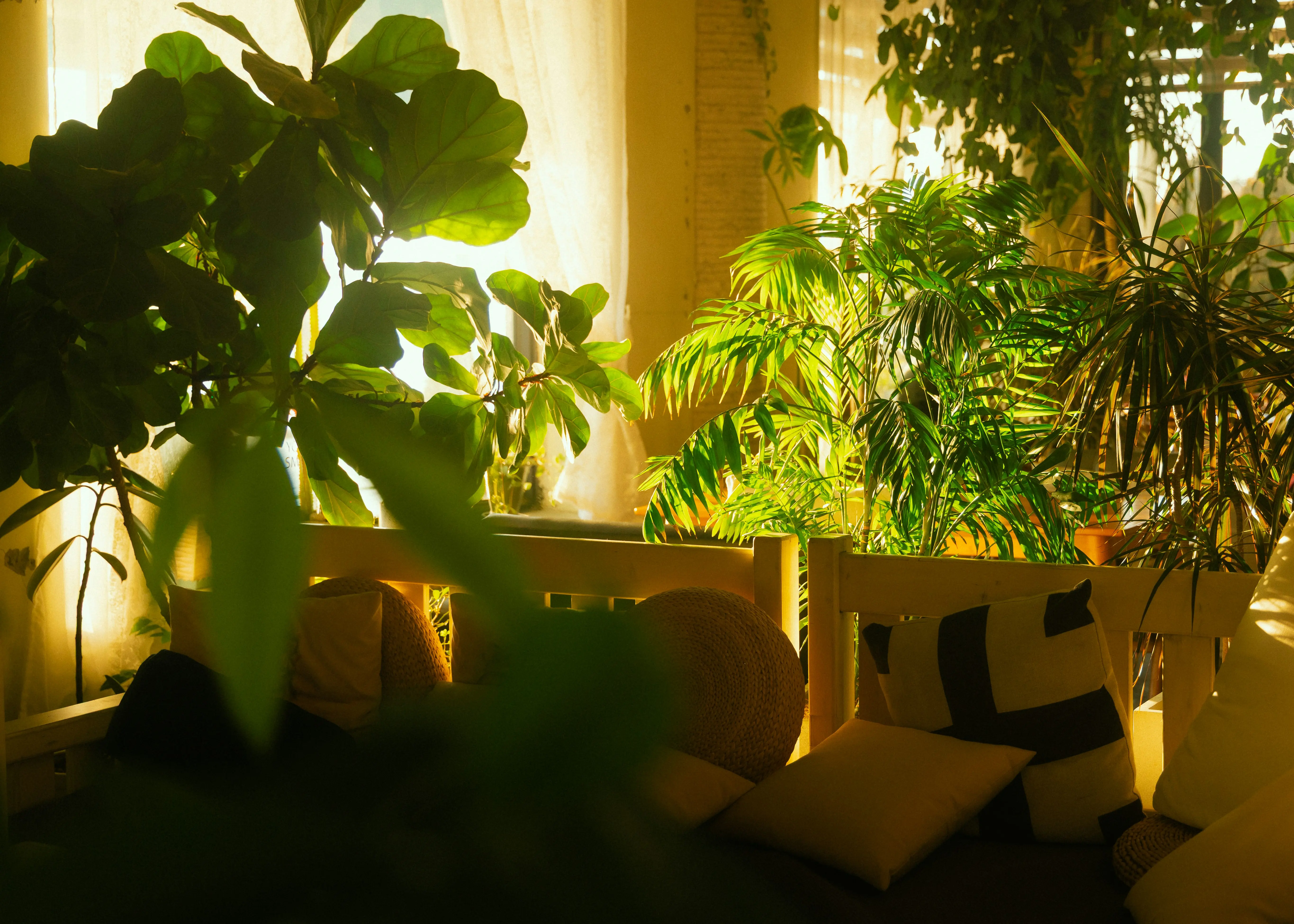 Low Light Indoor Trees : 7 Stunning Picks for Dim Rooms