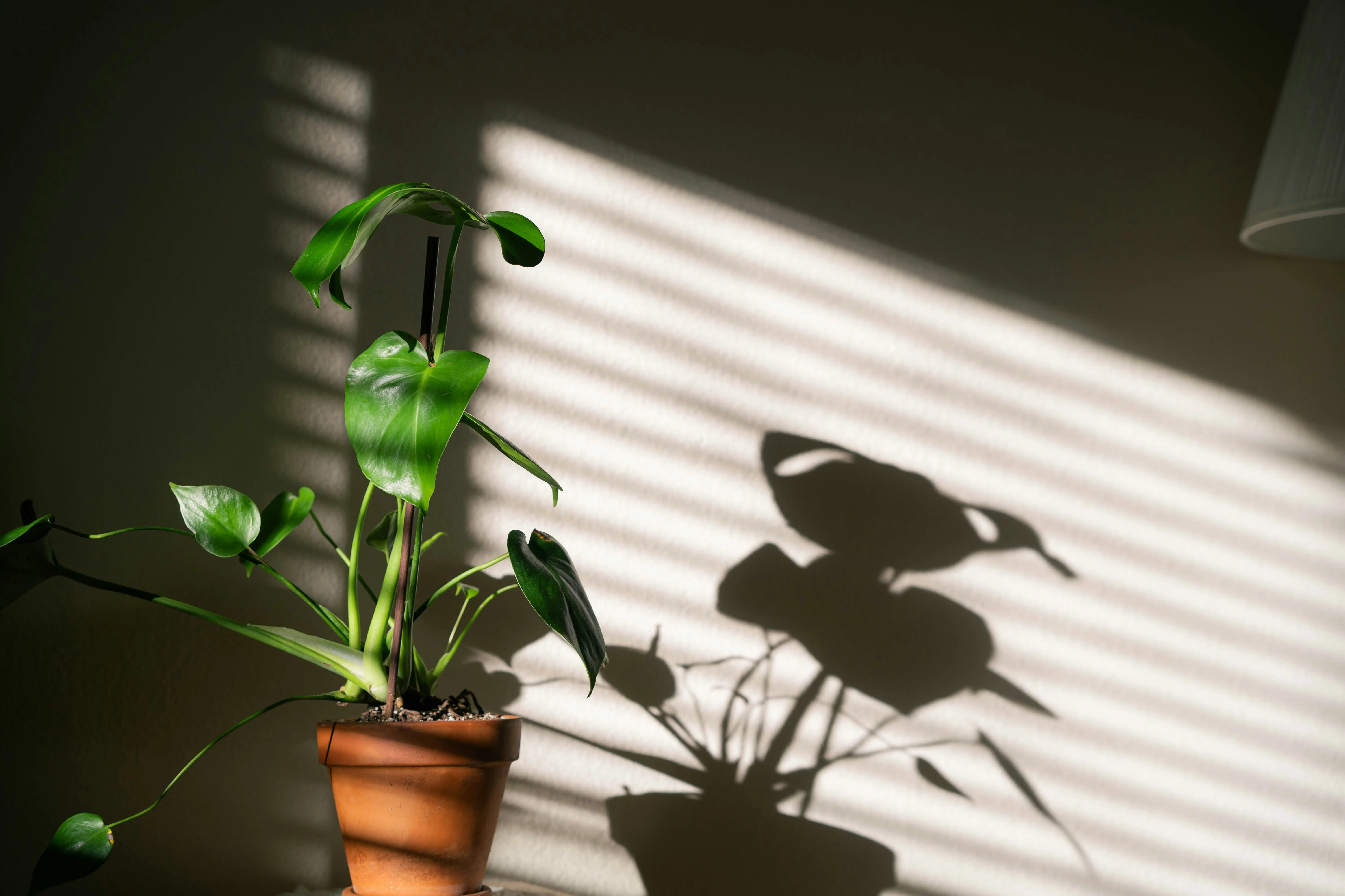 Plants That Don't Require Sunlight : 7 Amazing Varieties