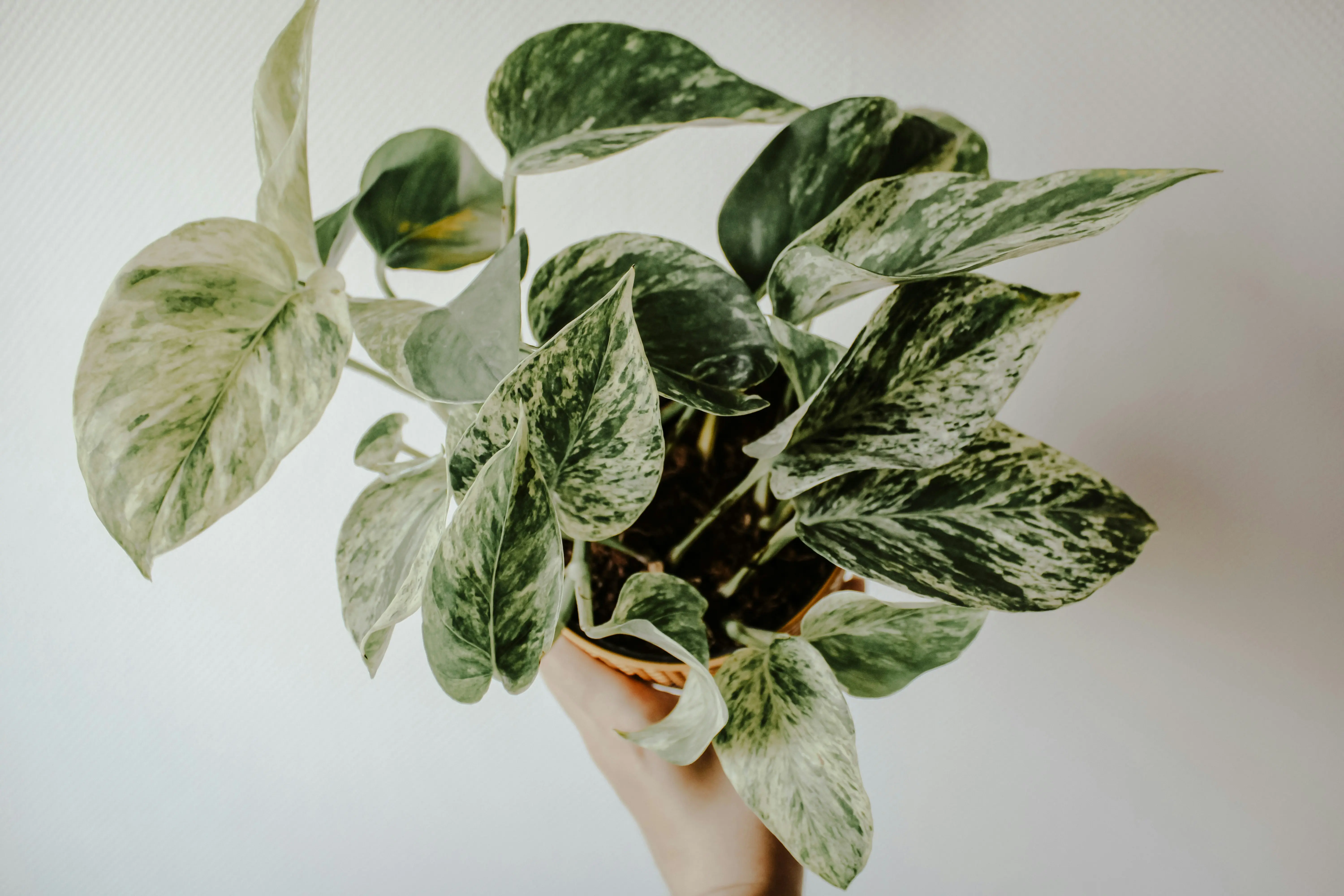 Variegated Plants : 7 Astonishing Picks !