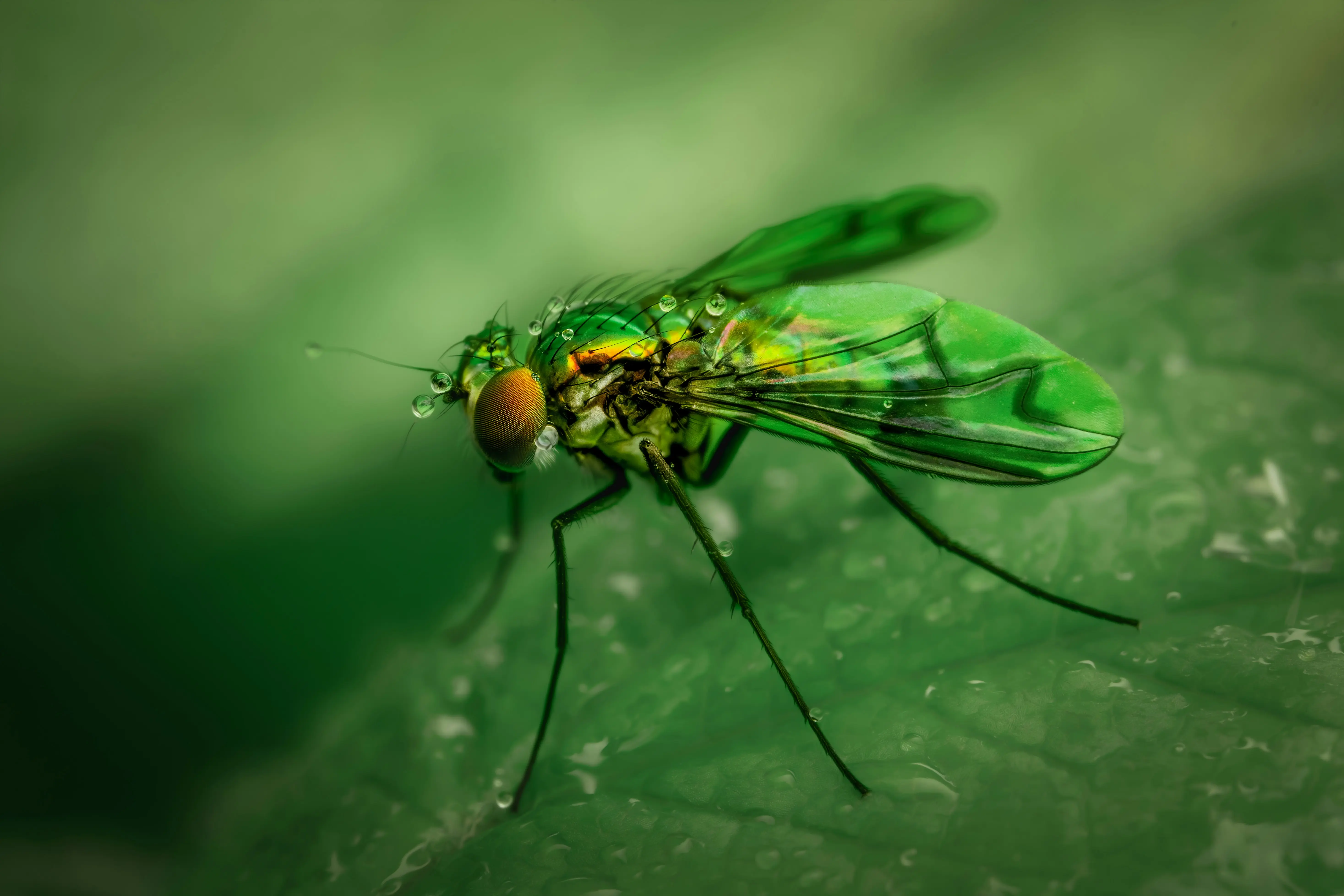 Tiny Green Flying Bugs : 7 Amazing Control Hacks
