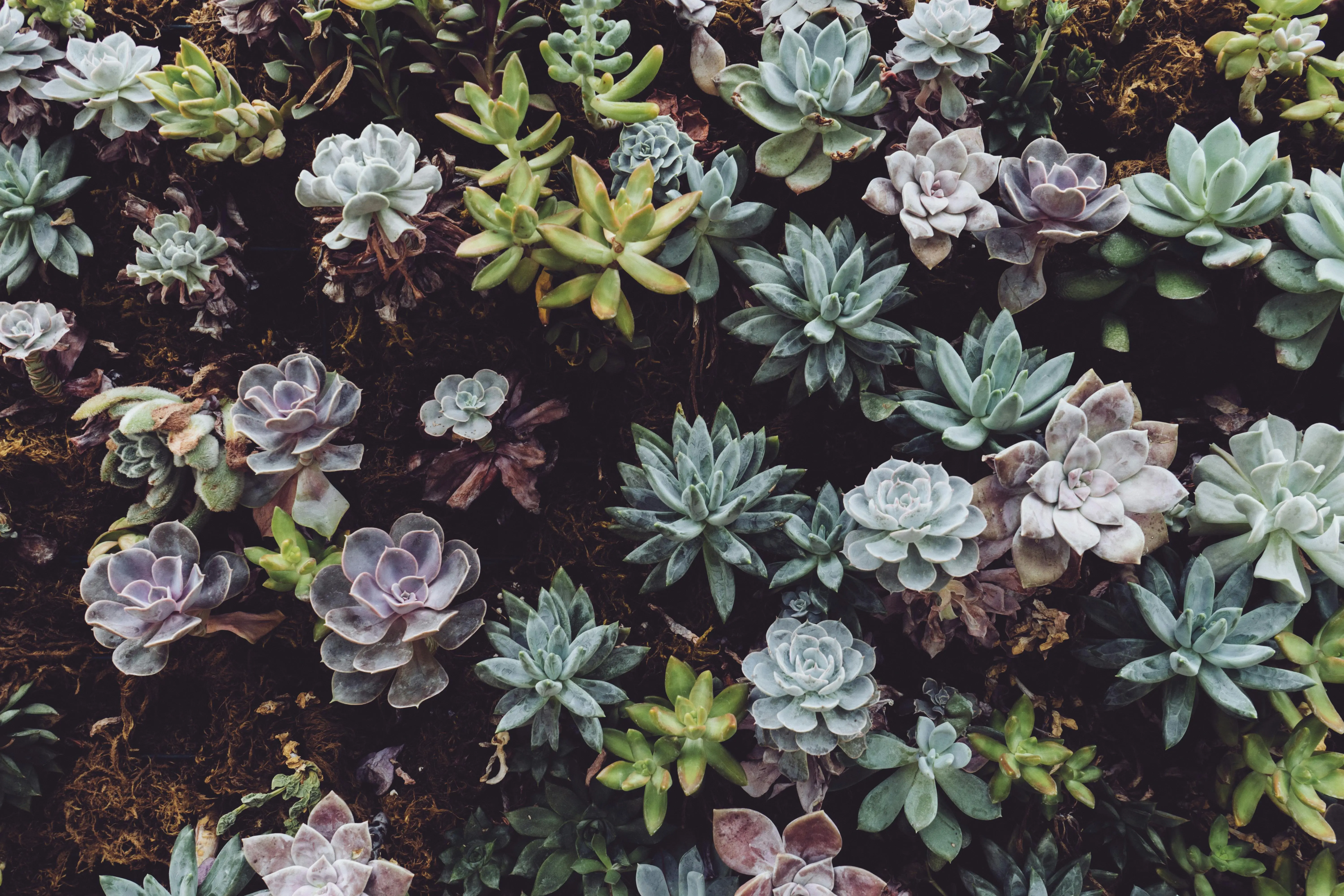 low light plants A diverse collection of vibrant succulents showcasing natural beauty and texture.