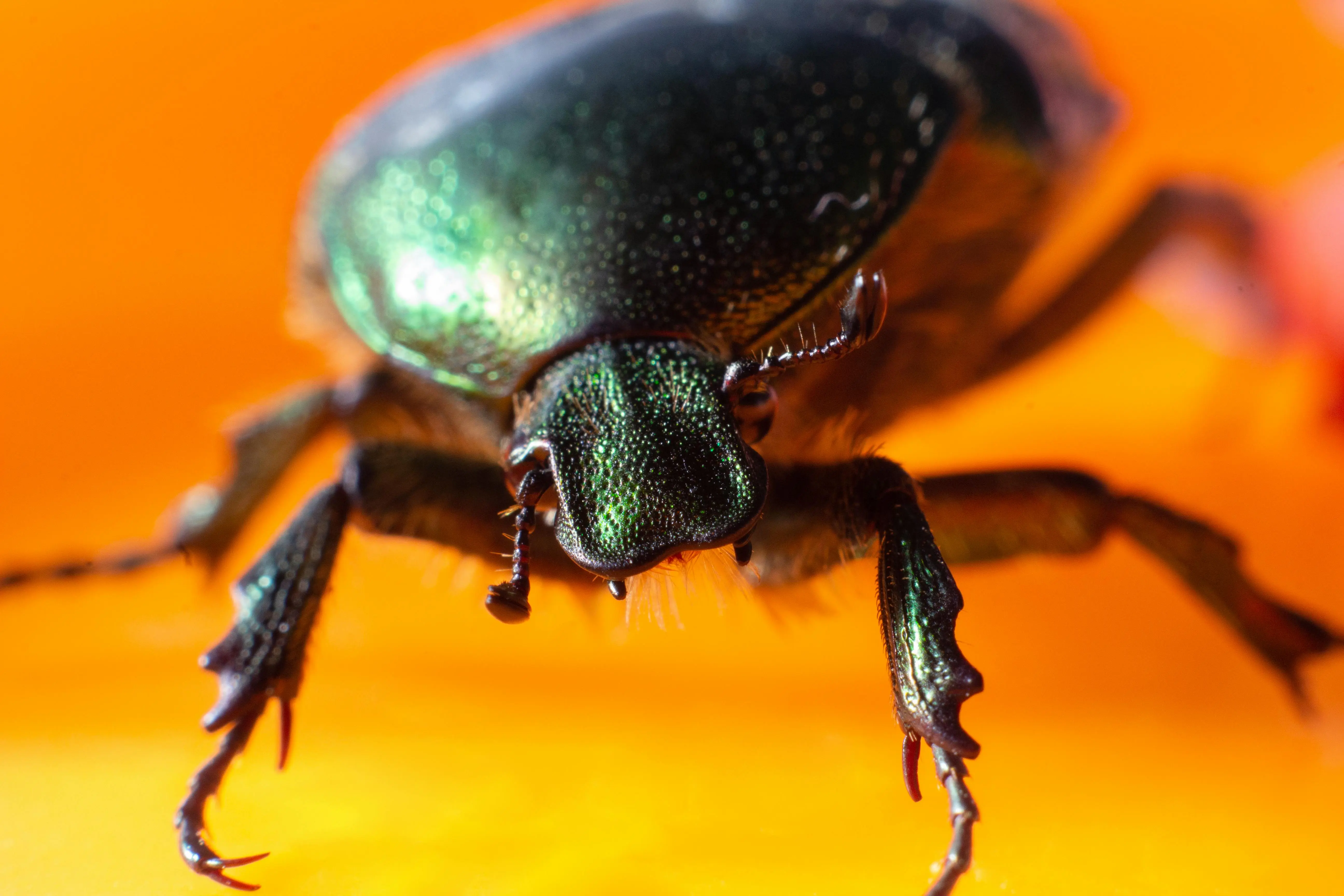 little black beetles in house Detailed macro shot of a green beetle on a vibrant orange background.