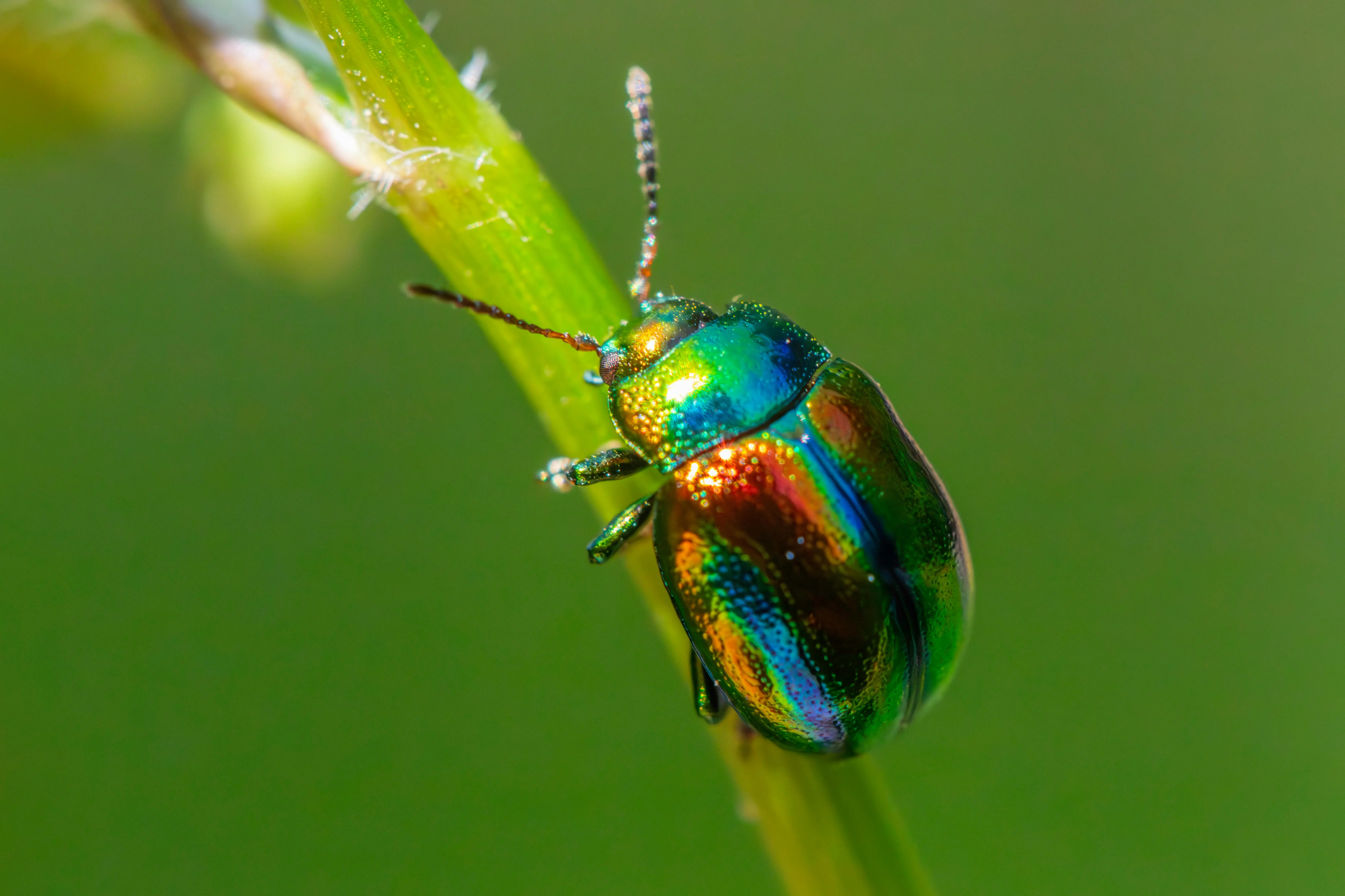 little black beetles in house Detailed macro shot of the colorful Dead-Nettle Leaf Beetle (Chrysolina fastuosa) on a plant stem, highlighting its iridescent colors.