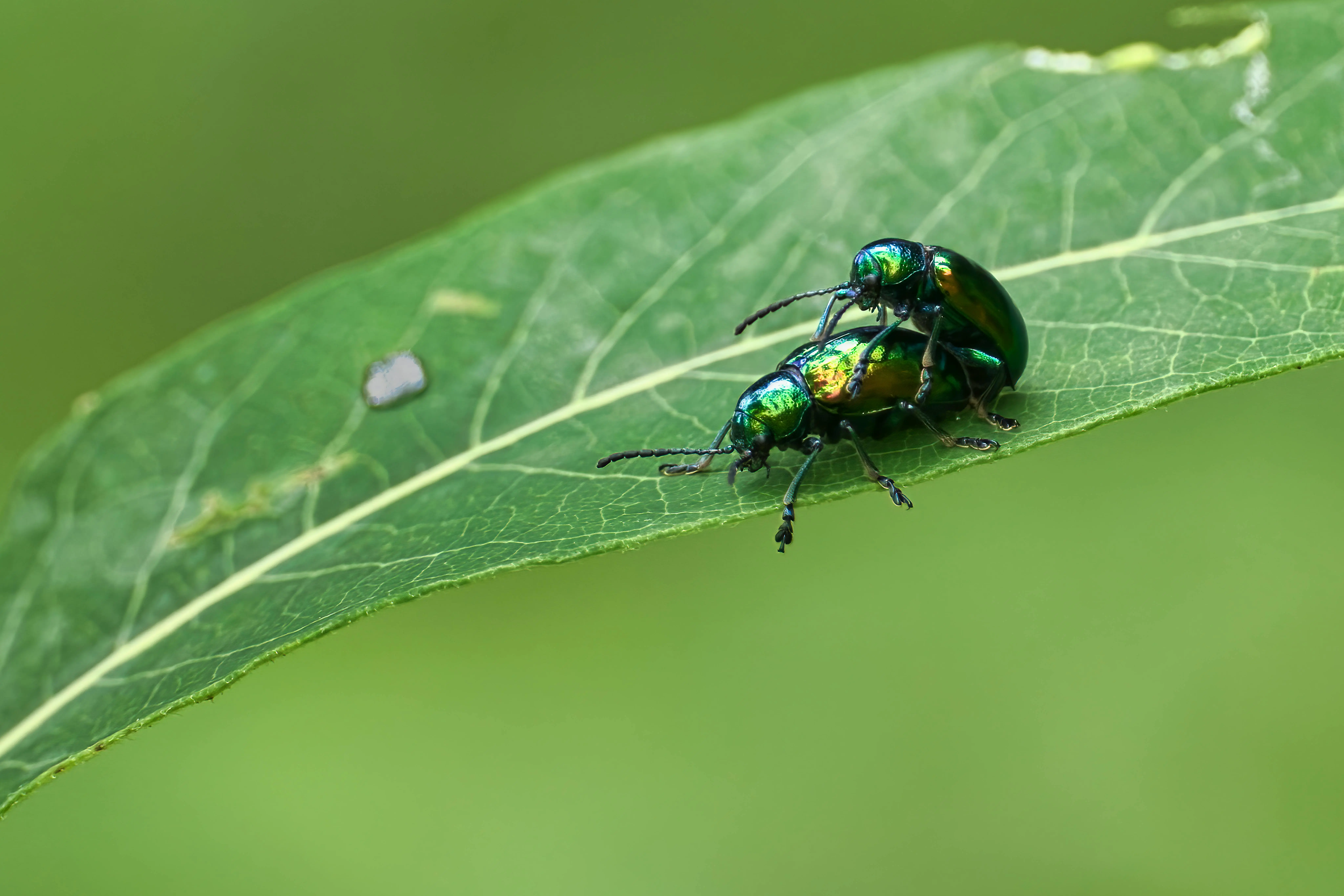 little black beetles in house Macro shot of green beetles mating on a leaf, showcasing vibrant nature details.