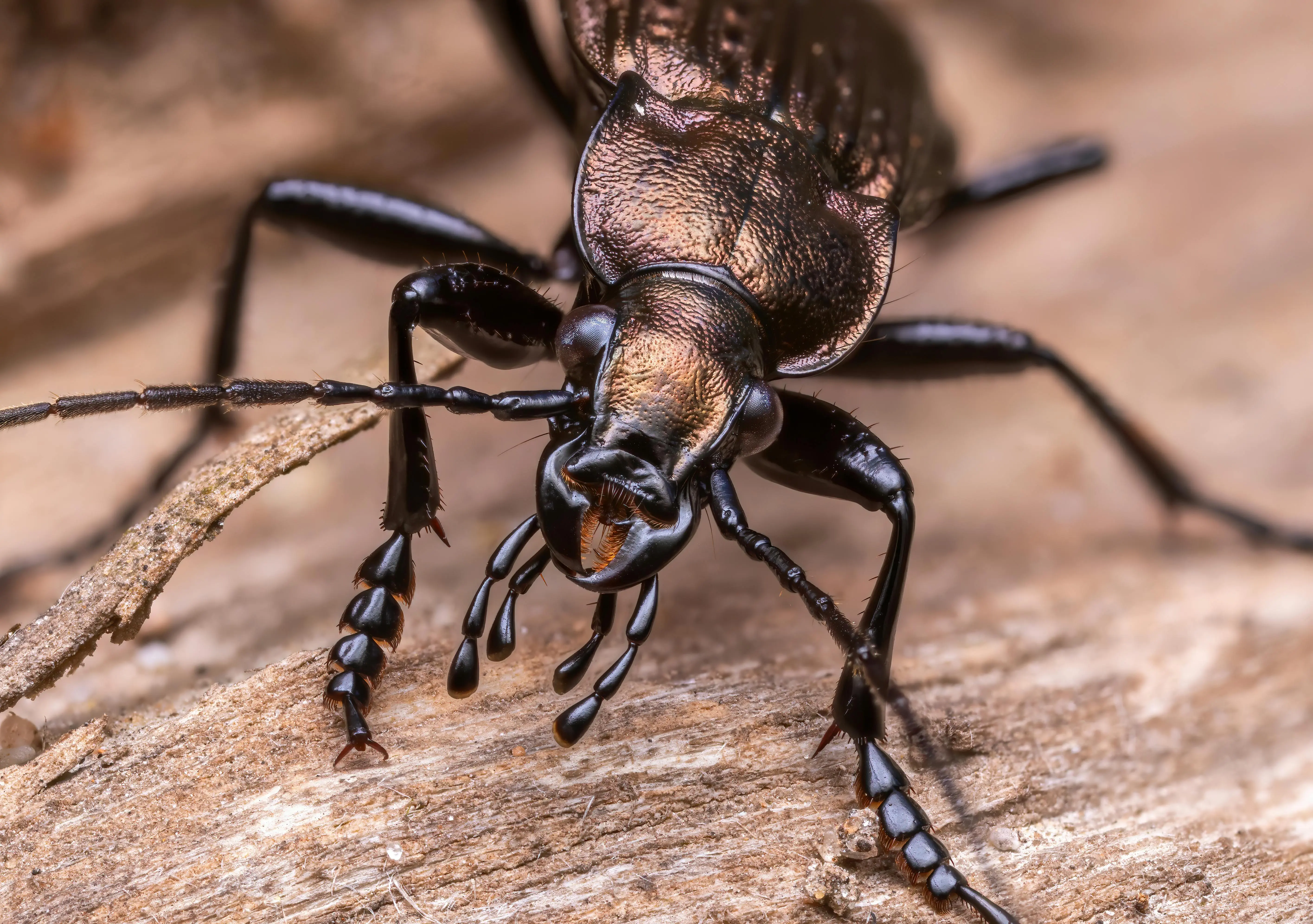 little black bugs Macro shot of a black beetle on wood showcasing detailed entomology.