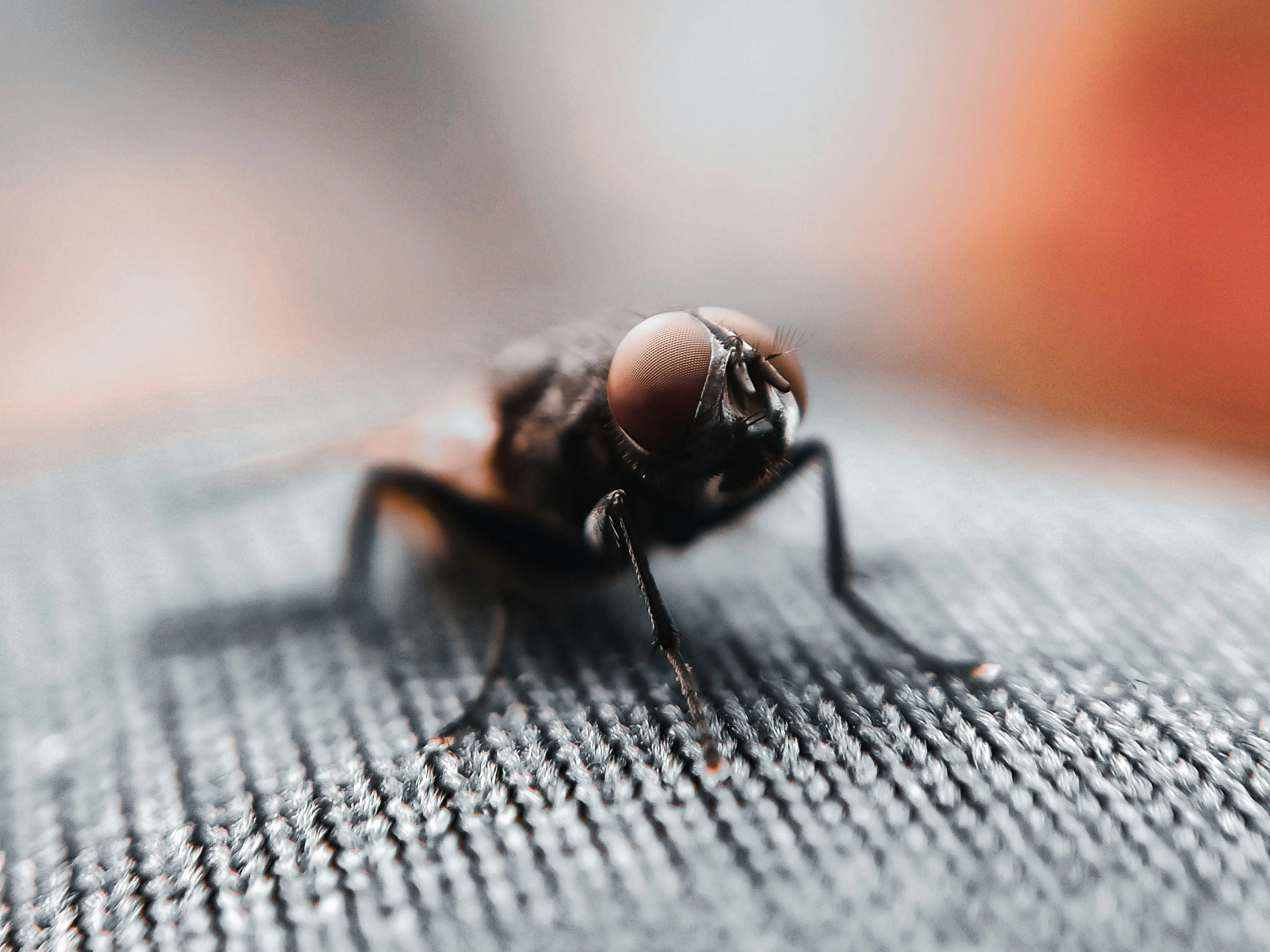 Little Black Bugs in House ? 7 Proven Solutions !