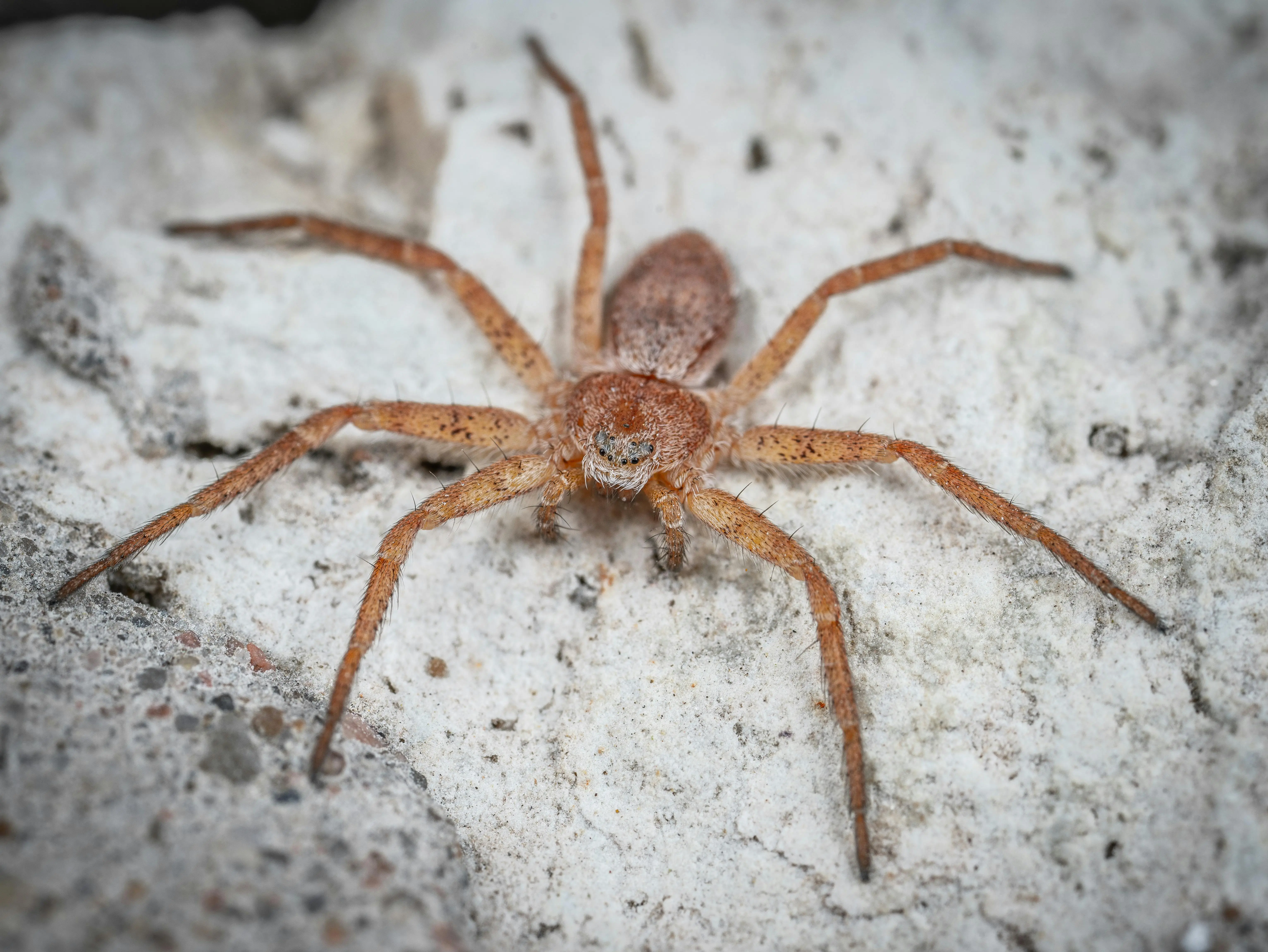 spiders that look like brown recluse Detailed view of a brown desert recluse spider on a natural rock surface.